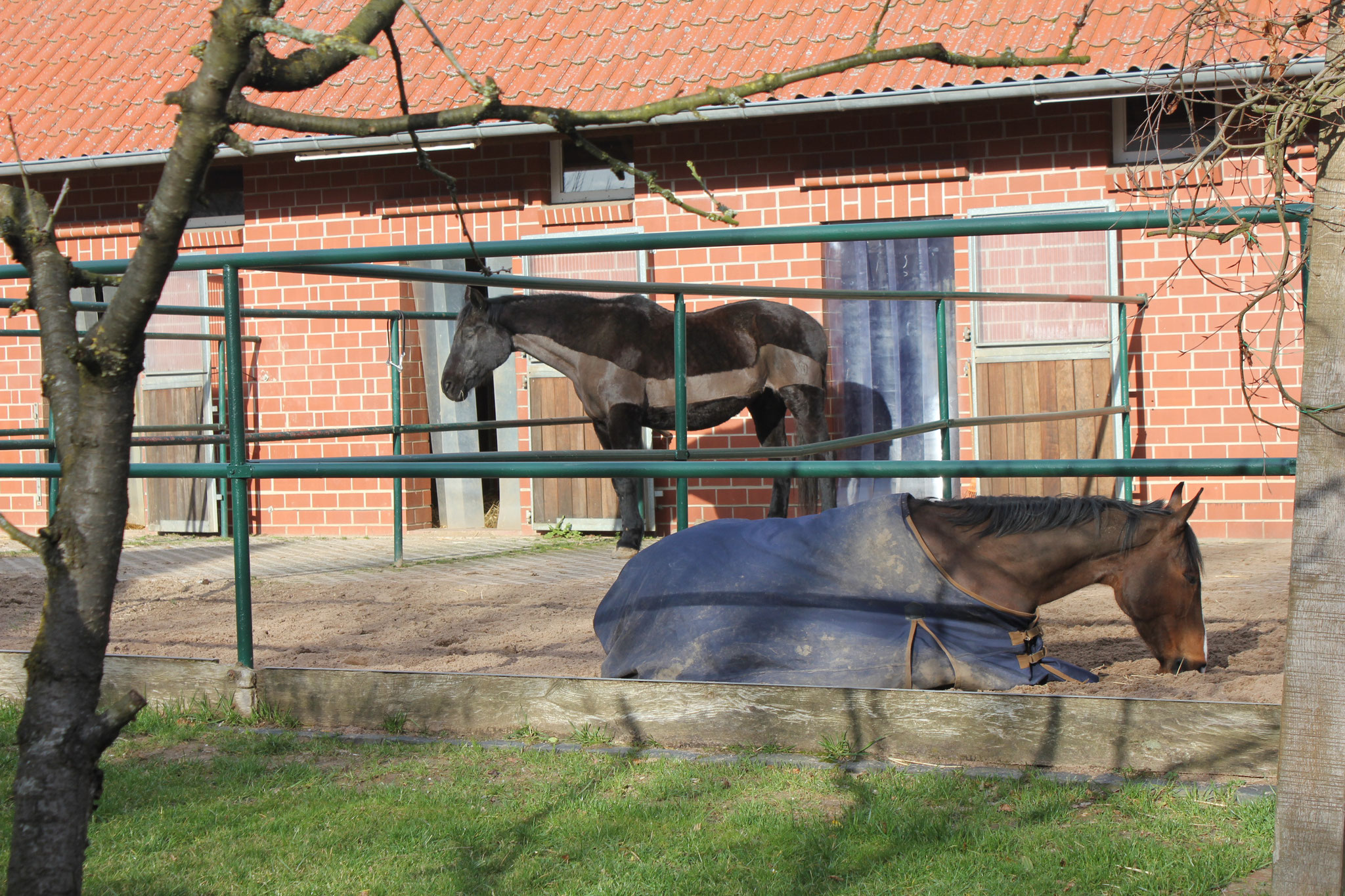 Stall 1