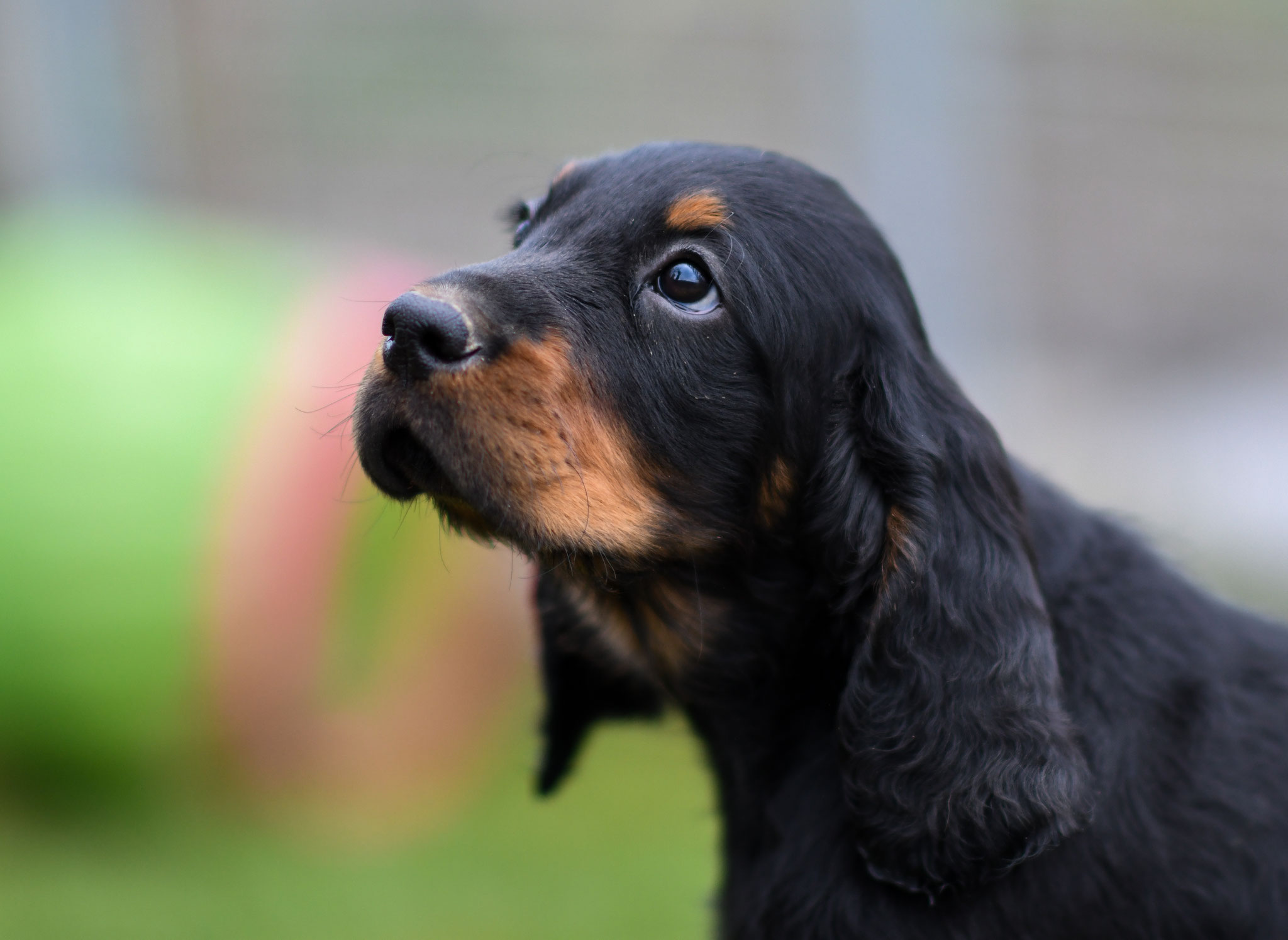 Zuchtgeschehen Stand 26 07 2021 Setter Ch