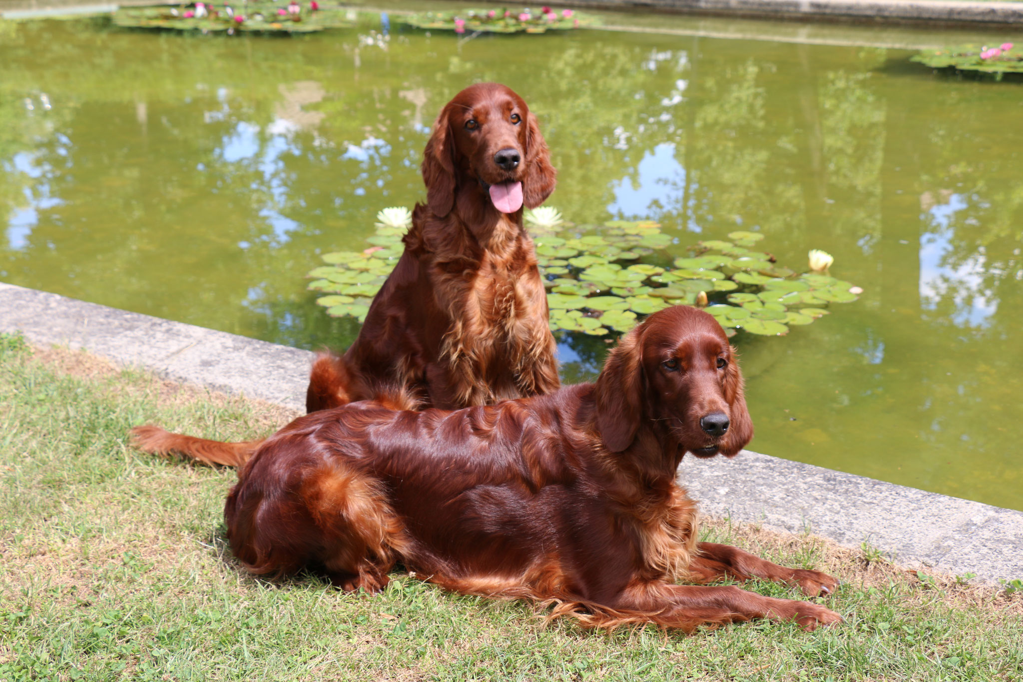 Der Irish Red Setter setter.ch