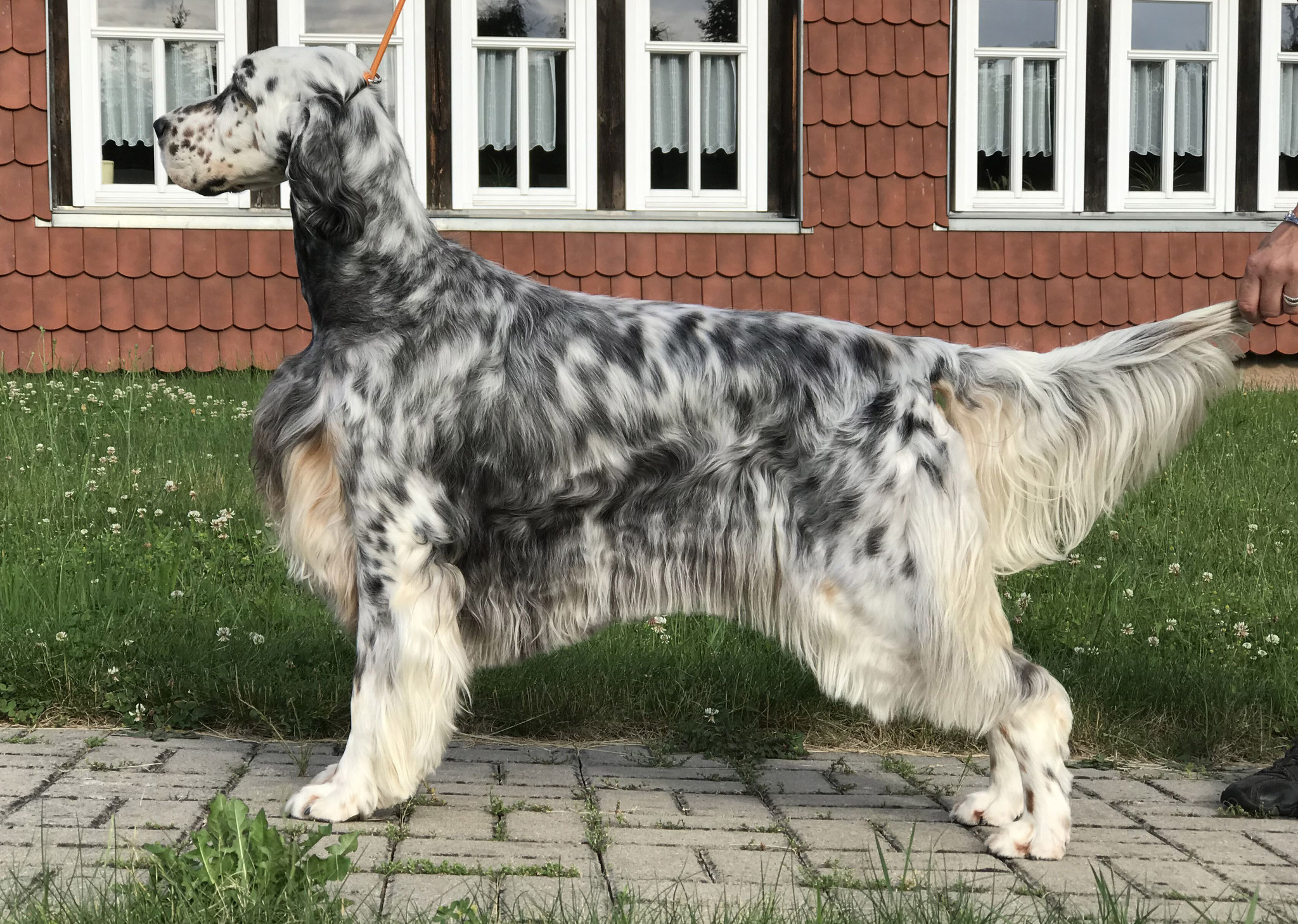 Der English Setter setter.ch