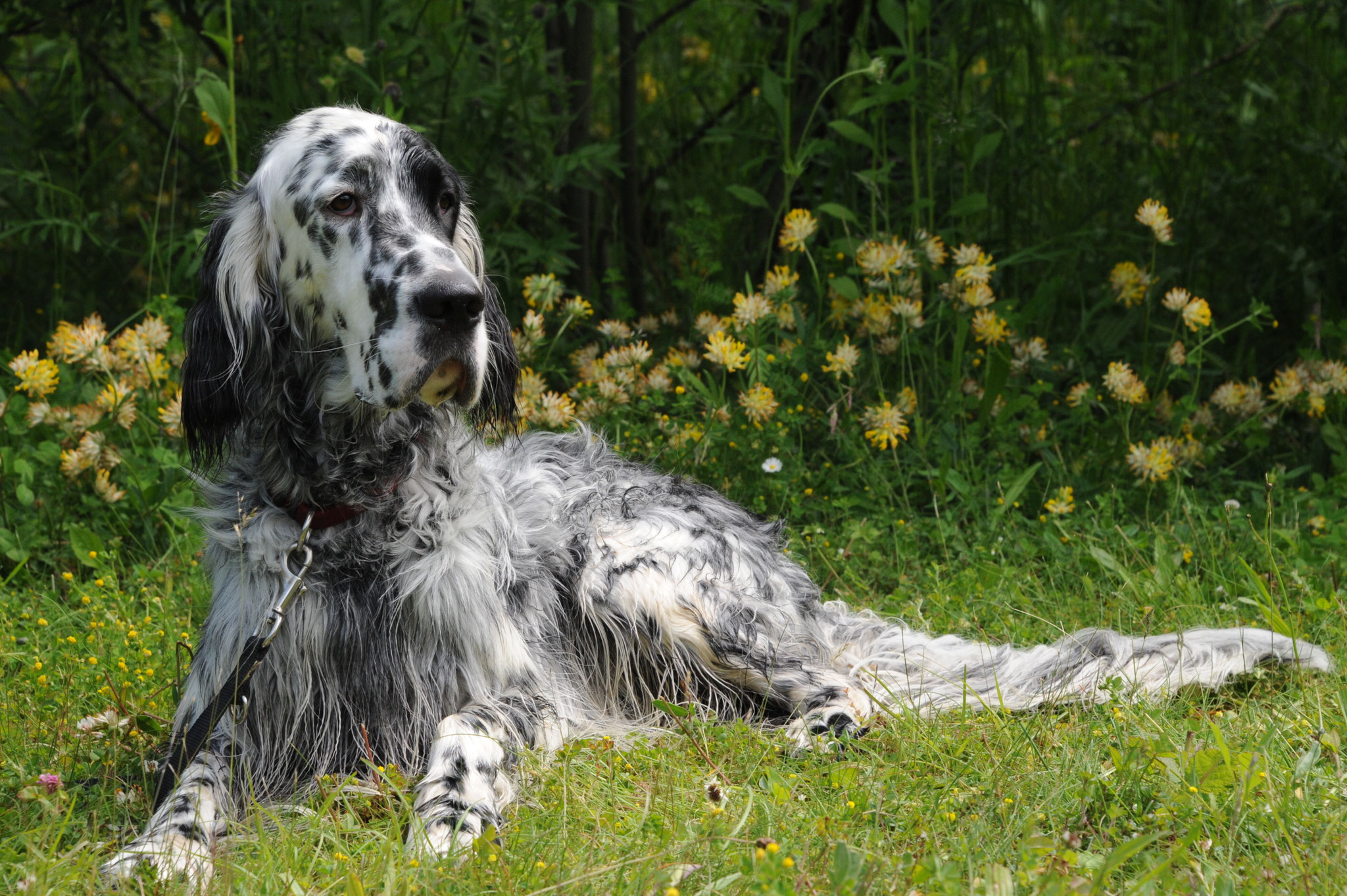 Der English Setter setter.ch