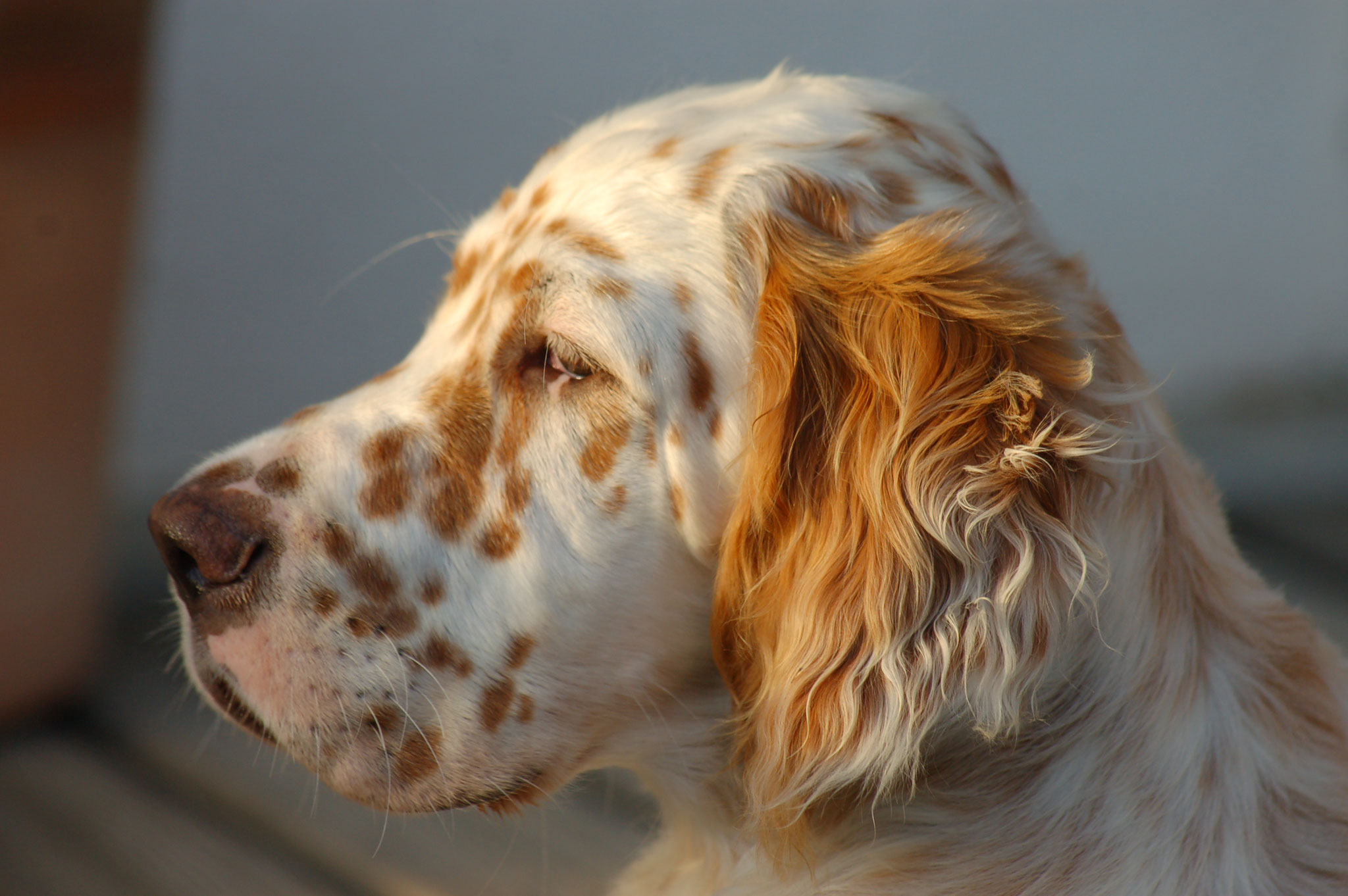 Der English Setter setter.ch
