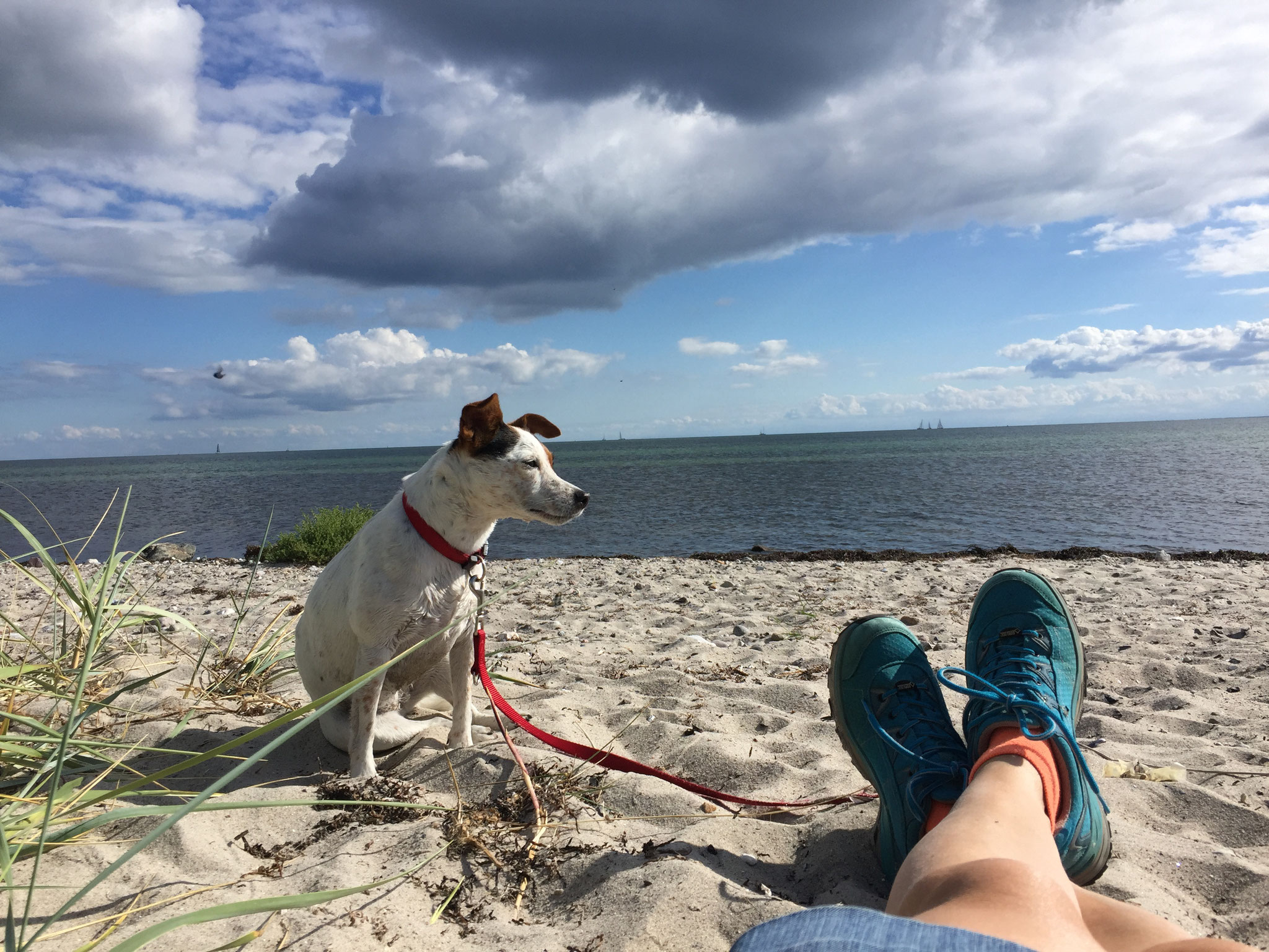 Fehmarn mit Hund Urlaub mit Hund am Meer Ostsee Urlaub Fehmarn