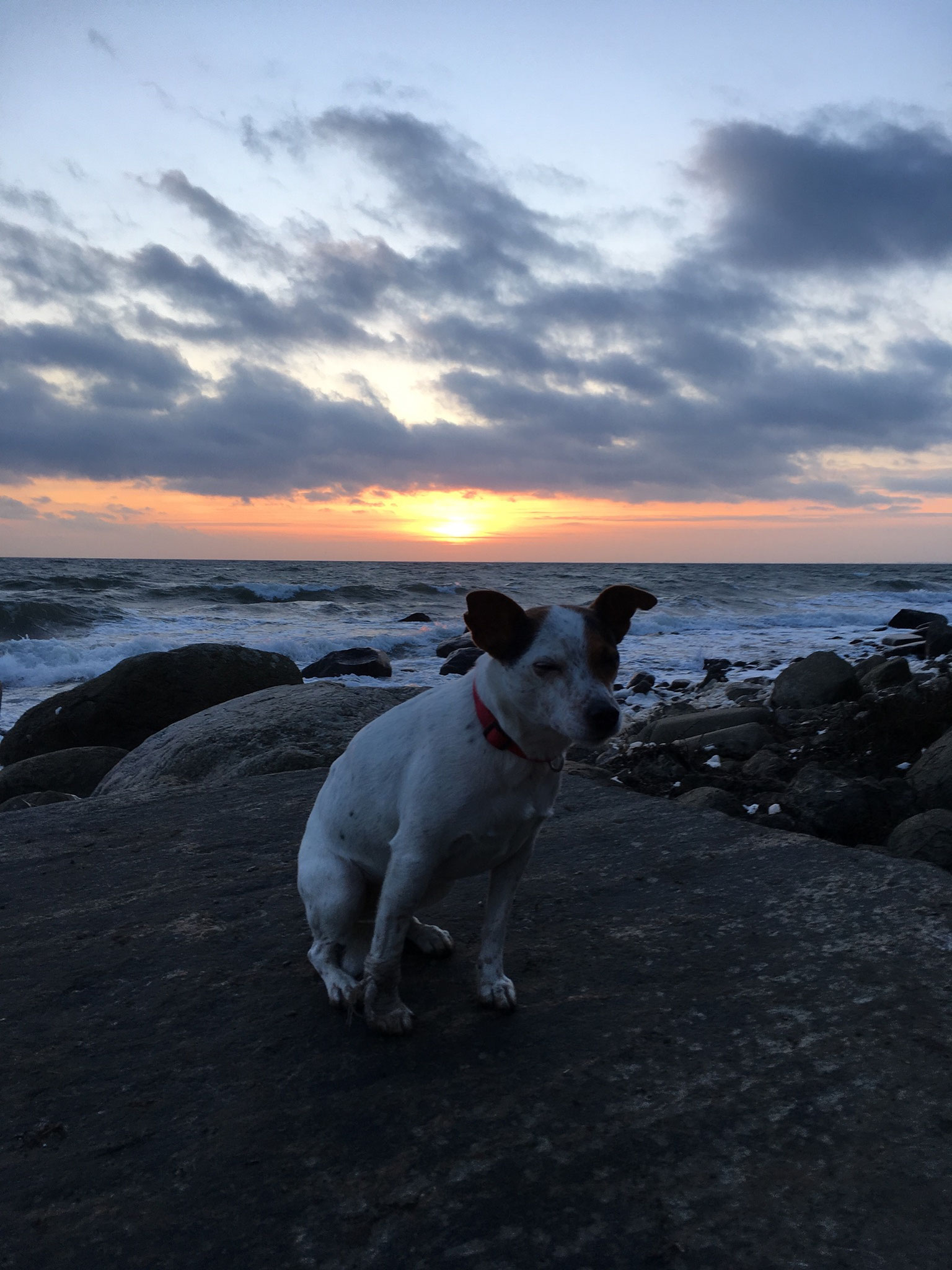 Fehmarn mit Hund Urlaub mit Hund am Meer Ostsee Urlaub Fehmarn
