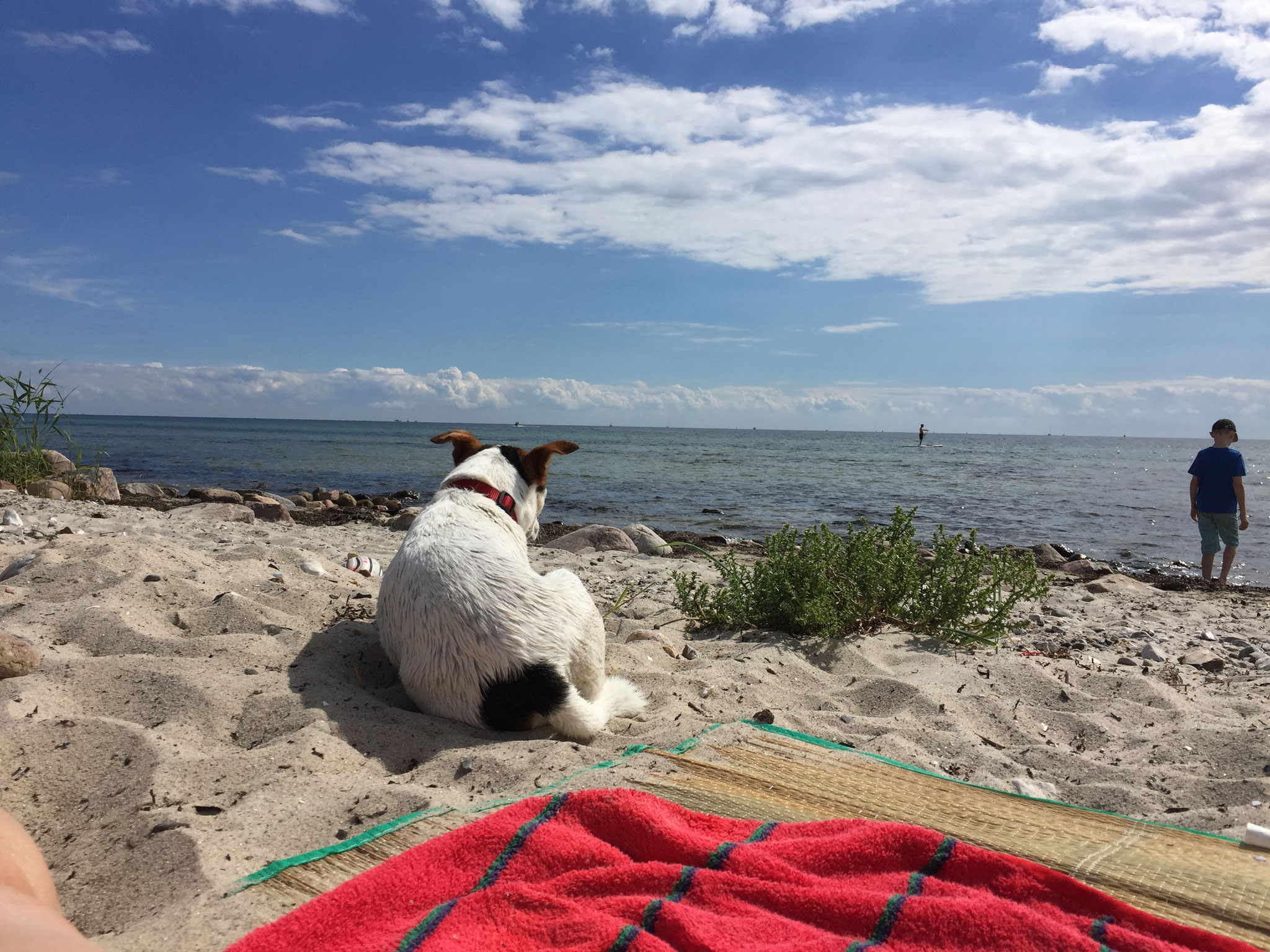 Fehmarn mit Hund Urlaub mit Hund am Meer Ostsee Urlaub Fehmarn