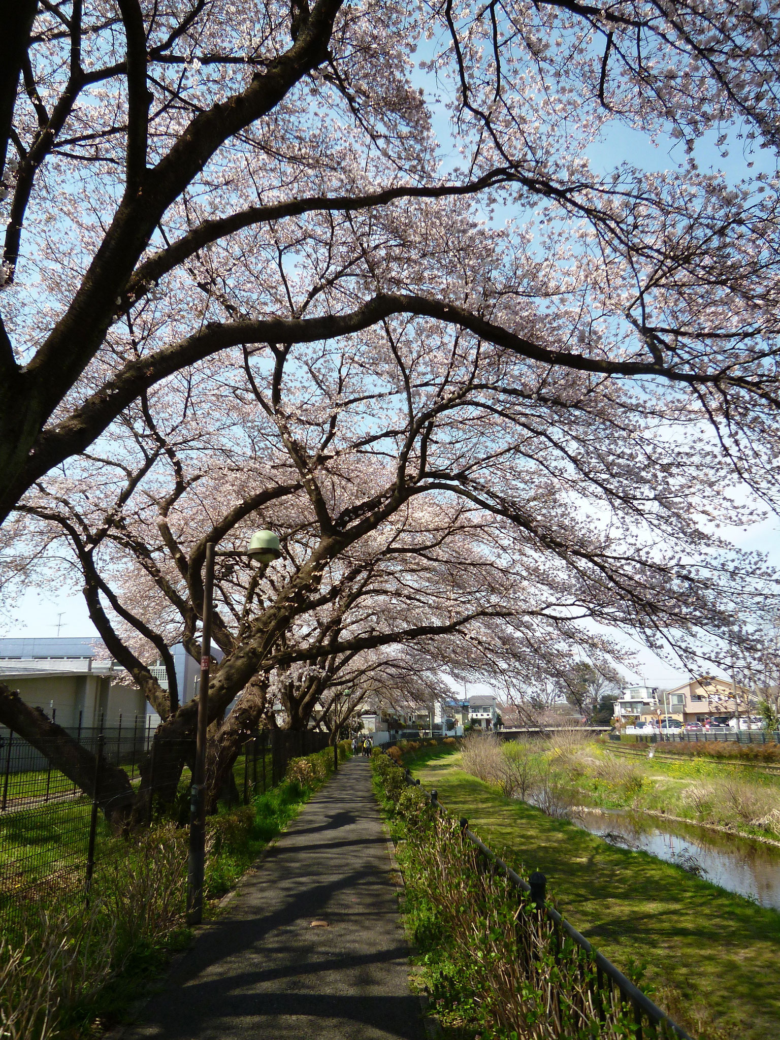 野川沿いの風景 (H29.4.5)