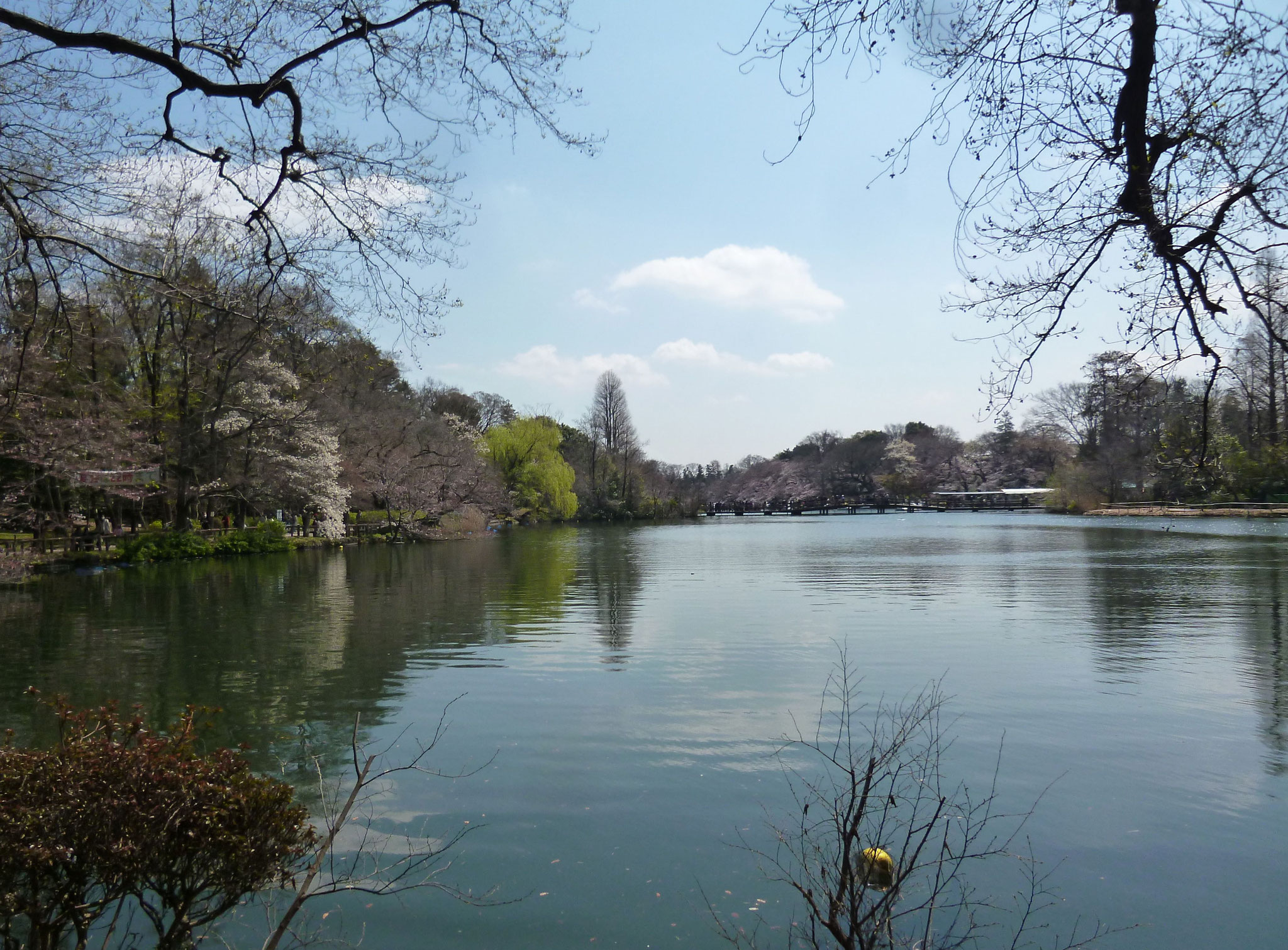 井の頭池〜桜開花（2017.4.3)