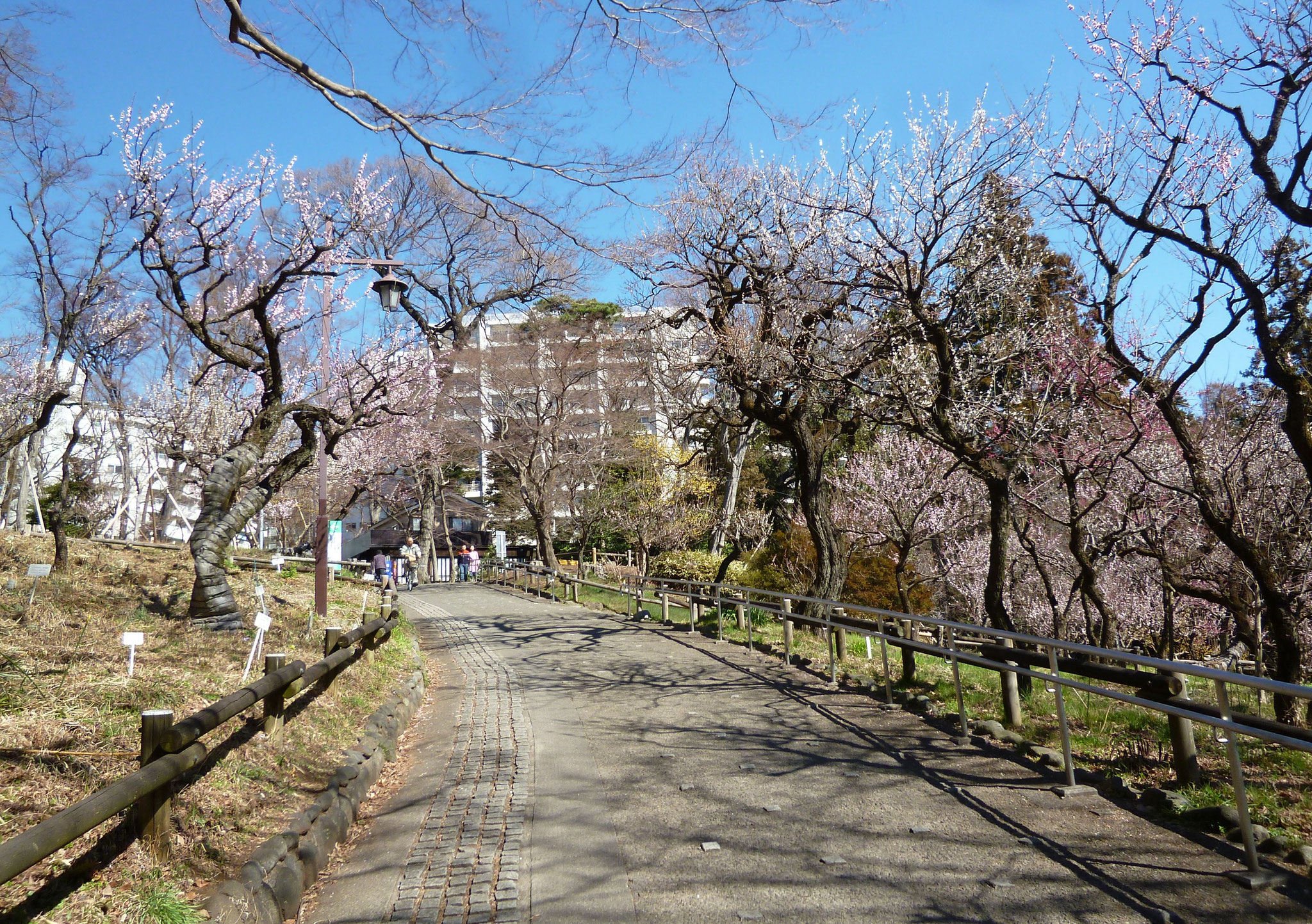 井の頭公園（2017.3.3)