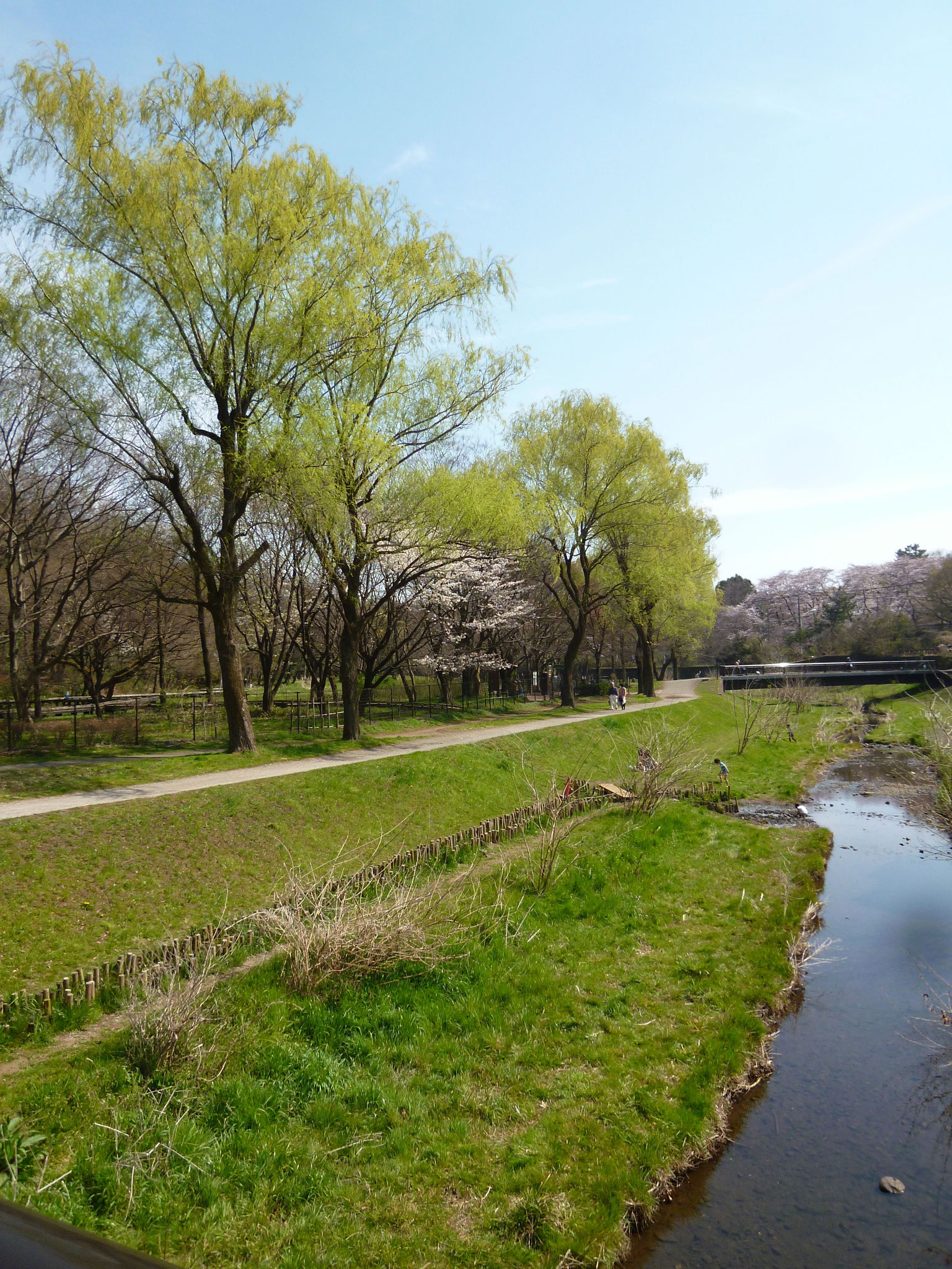 野川沿いの風景 (H29.4.5)