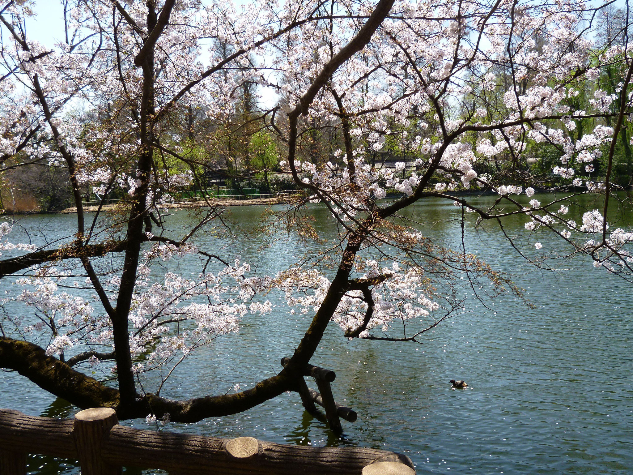 井の頭池〜桜（2018.3.30)