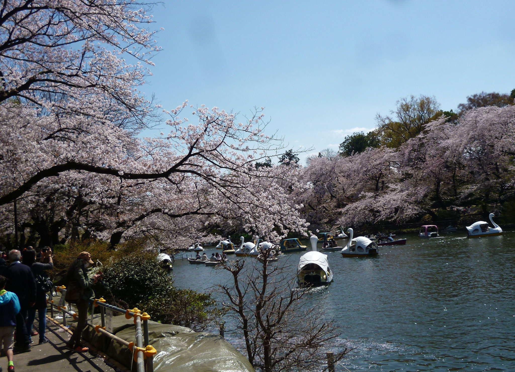 井の頭池〜桜（2018.3.30)