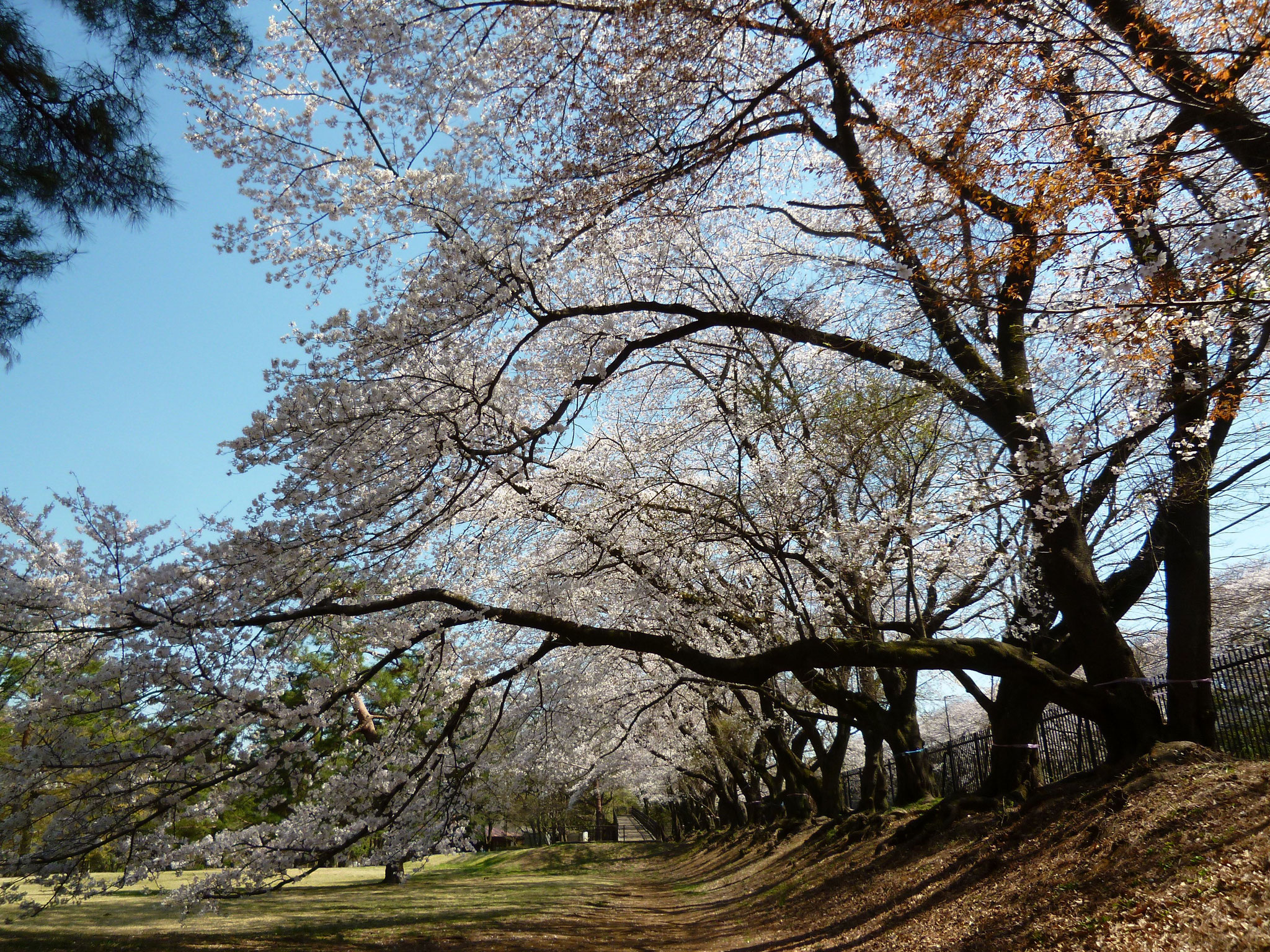 野川公園〜桜 (h31.4.4)
