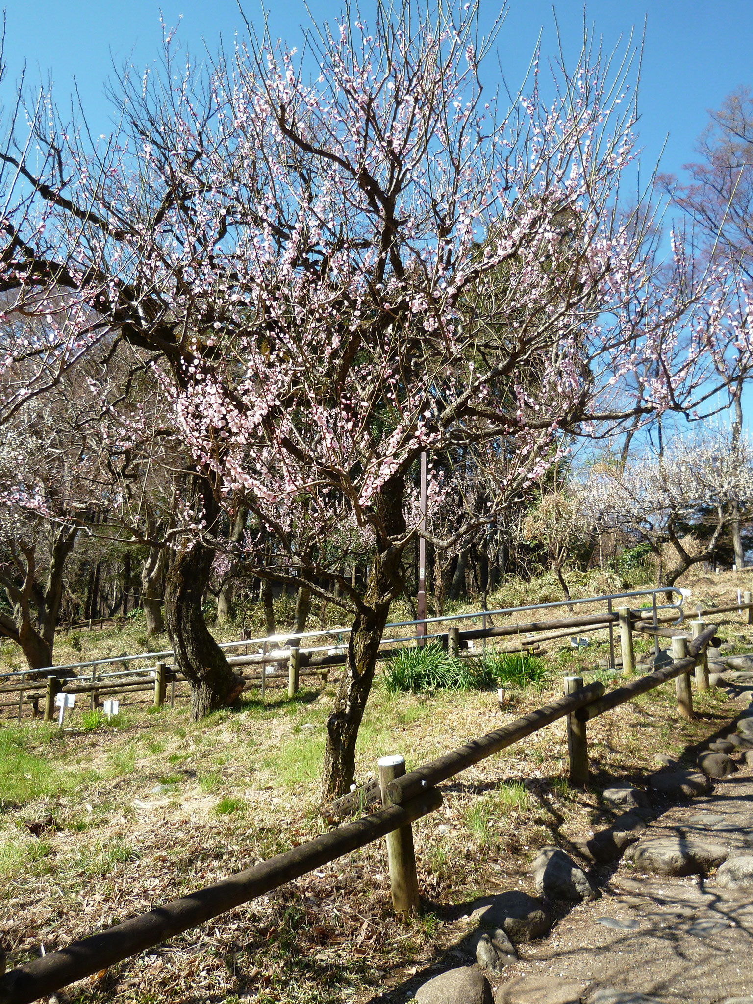 井の頭公園（2017.3.3)