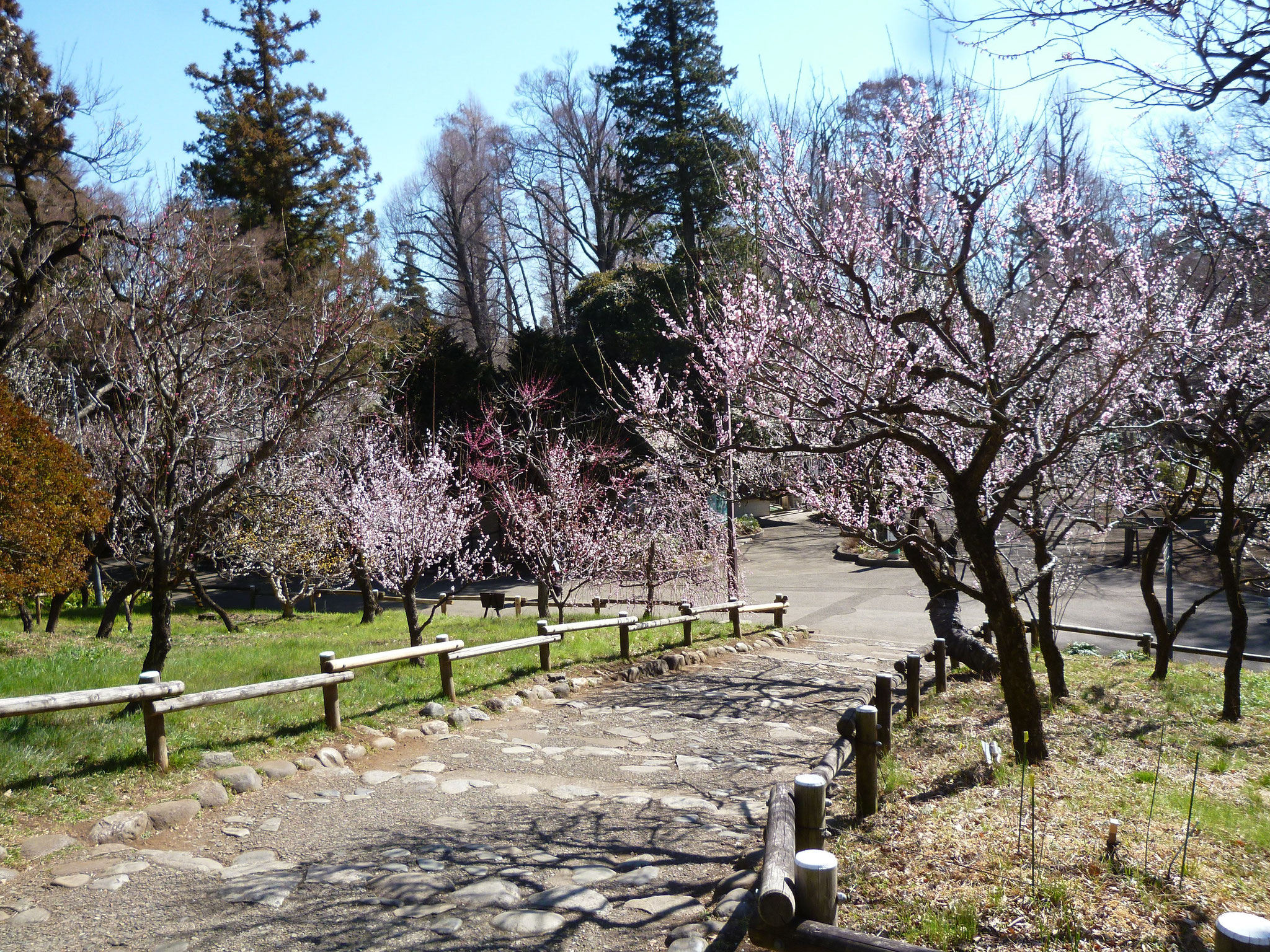 井の頭公園（2017.3.3)