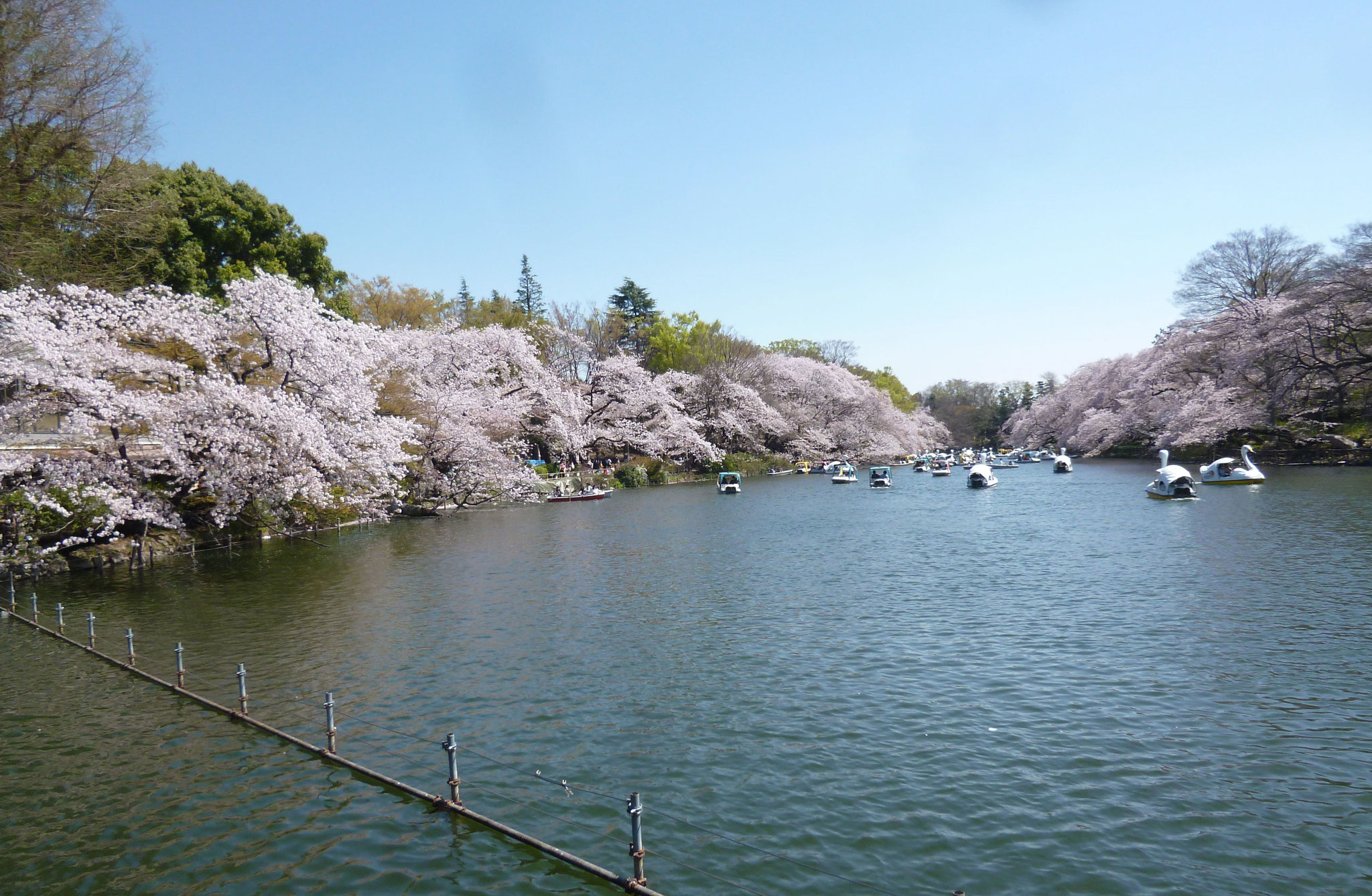 井の頭池〜桜（2018.3.30)