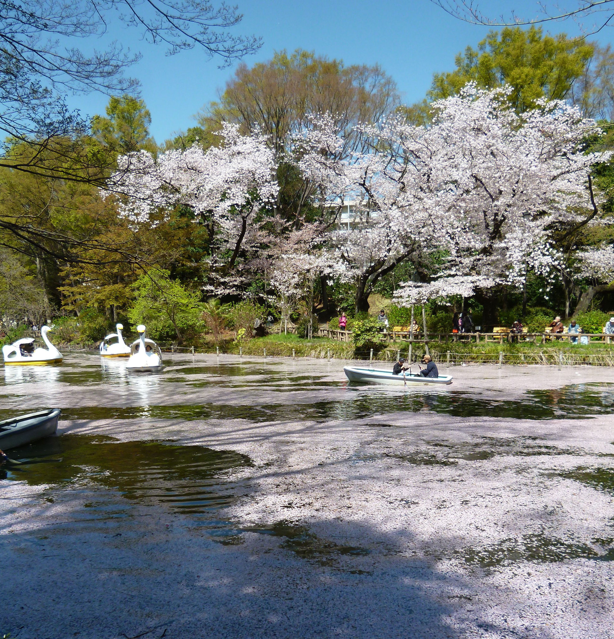 井の頭池〜桜（2018.3.30)