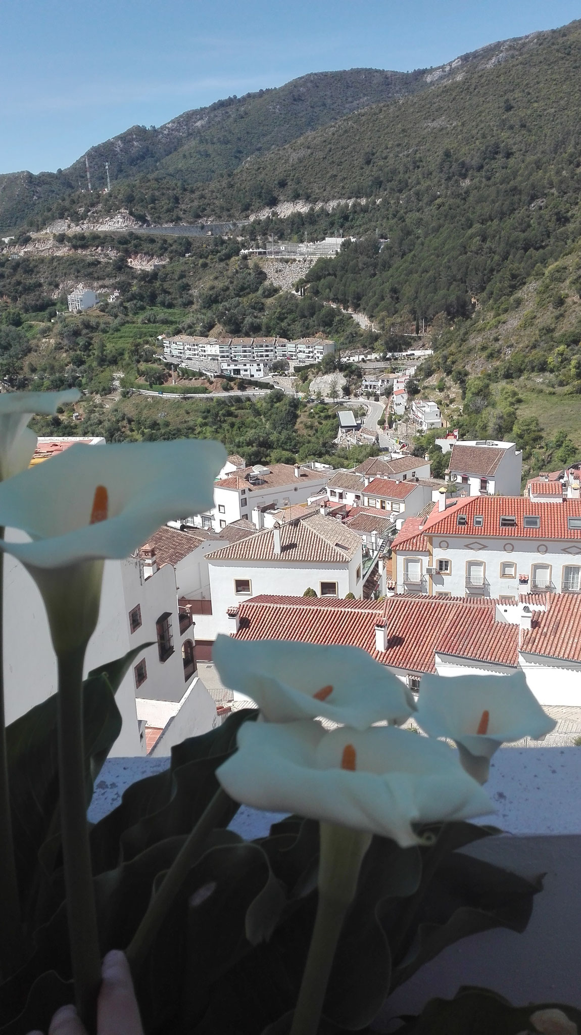 Desde mi ventana son mas bonitas las flores. Paula Muñoz Acedo.  Infantil 5 años,