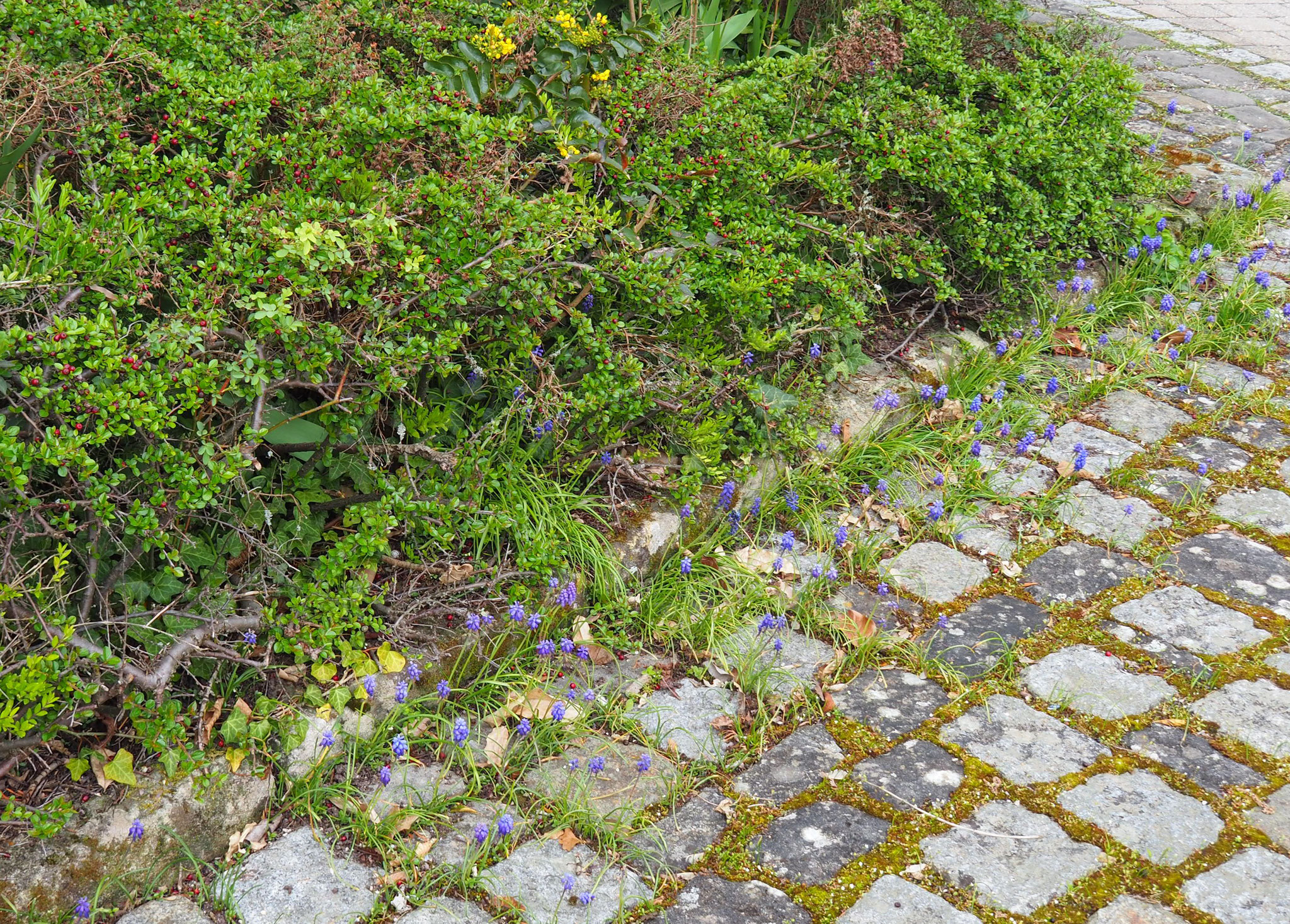 Traubenhyazinthen wachsen wild