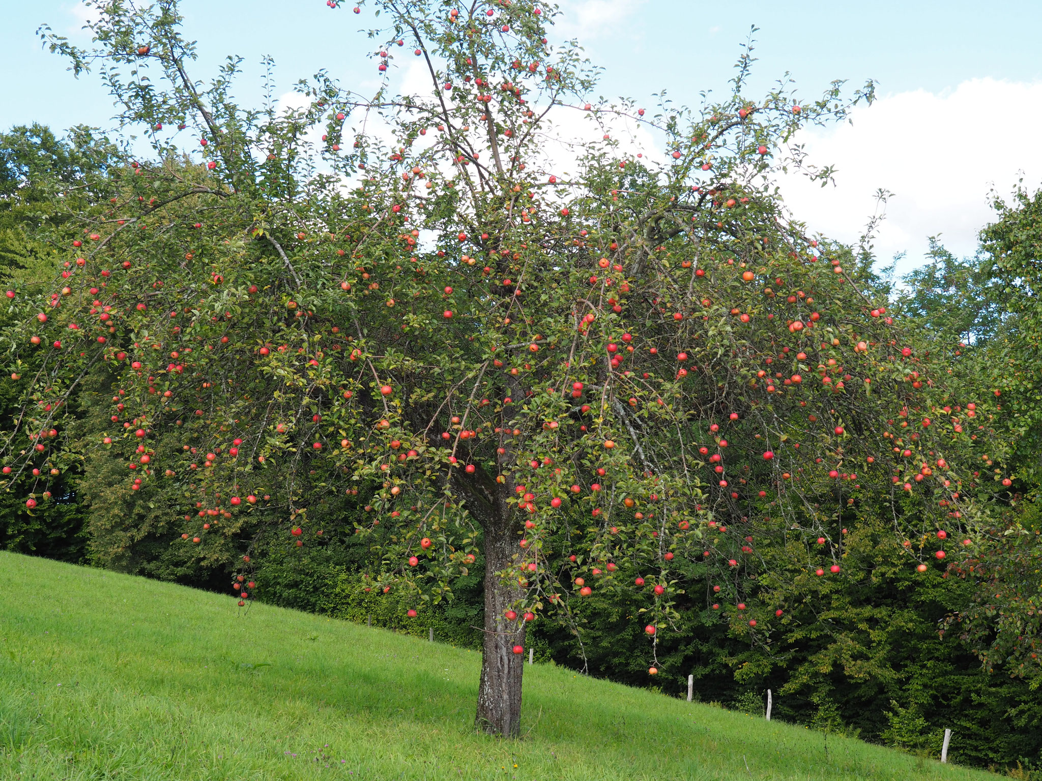 schön anzusehen, aber leider kein brauchbares Obst