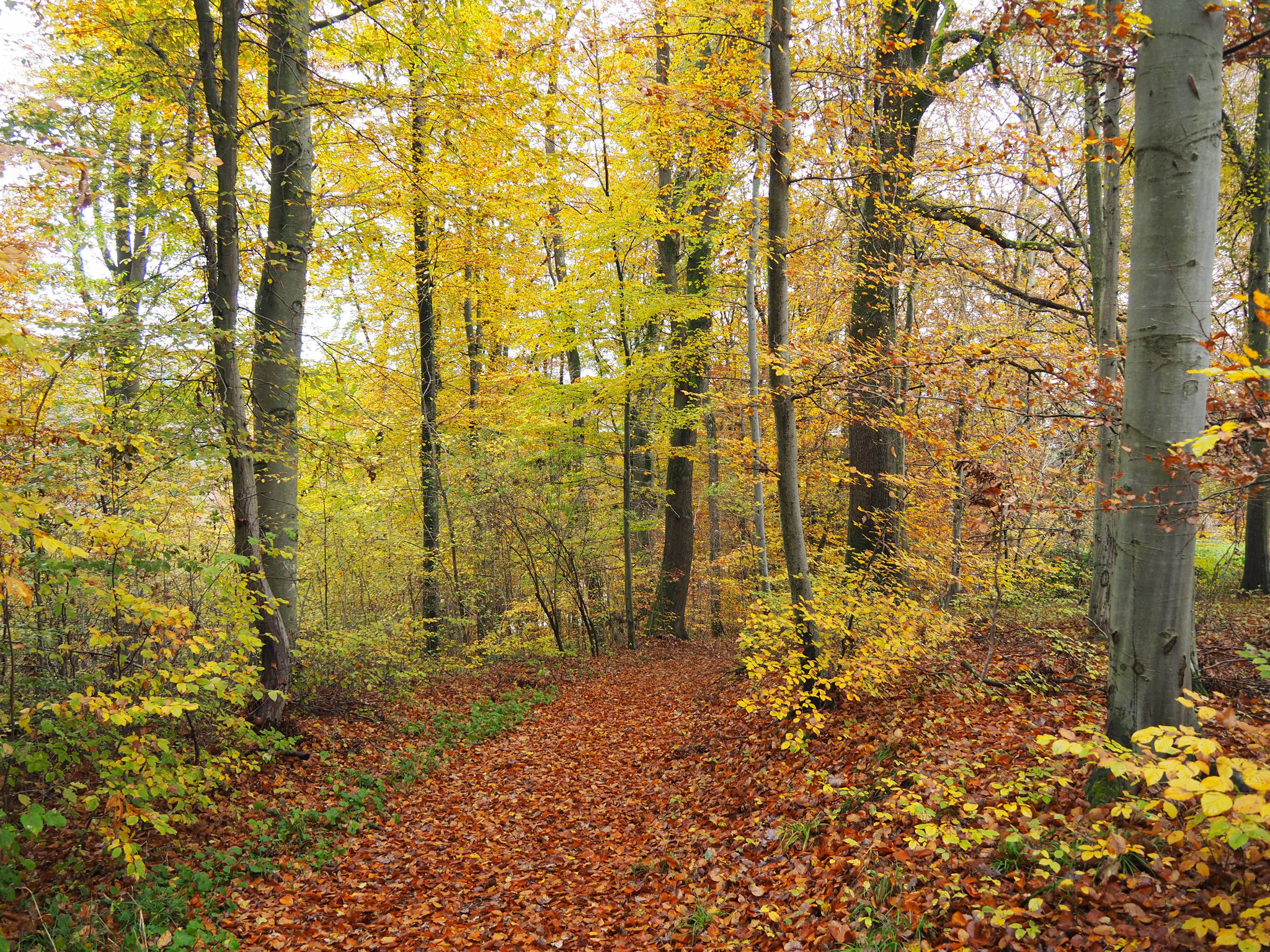 teilweise ein goldener Oktober, jedoch viel zu warm.