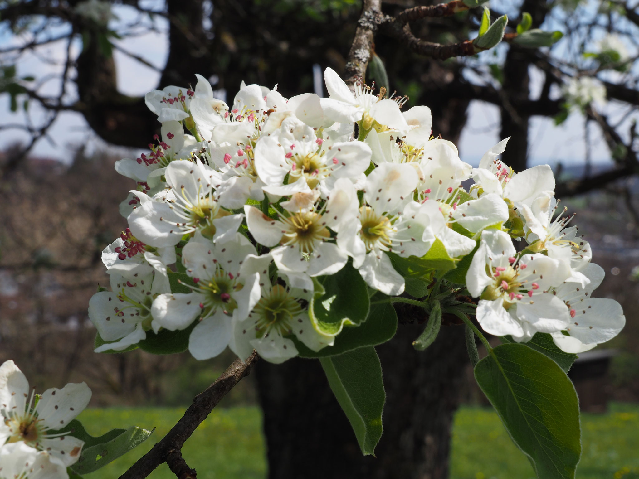 Birnenblüten warten auf Wärme.