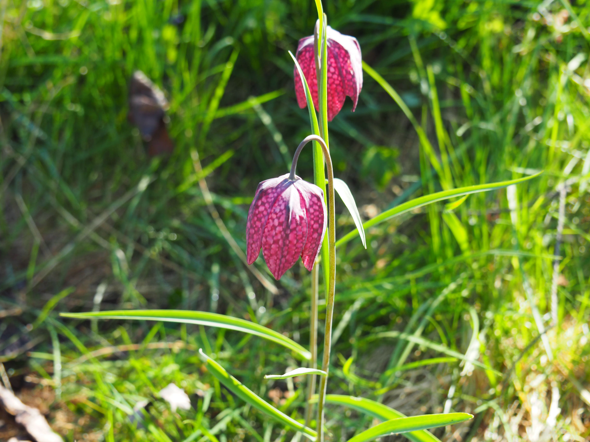 Die gefährdete Schachbrettblume ist ab und zu noch anzutreffen.