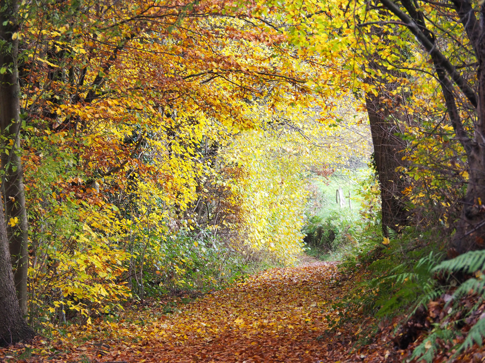 goldener Oktober