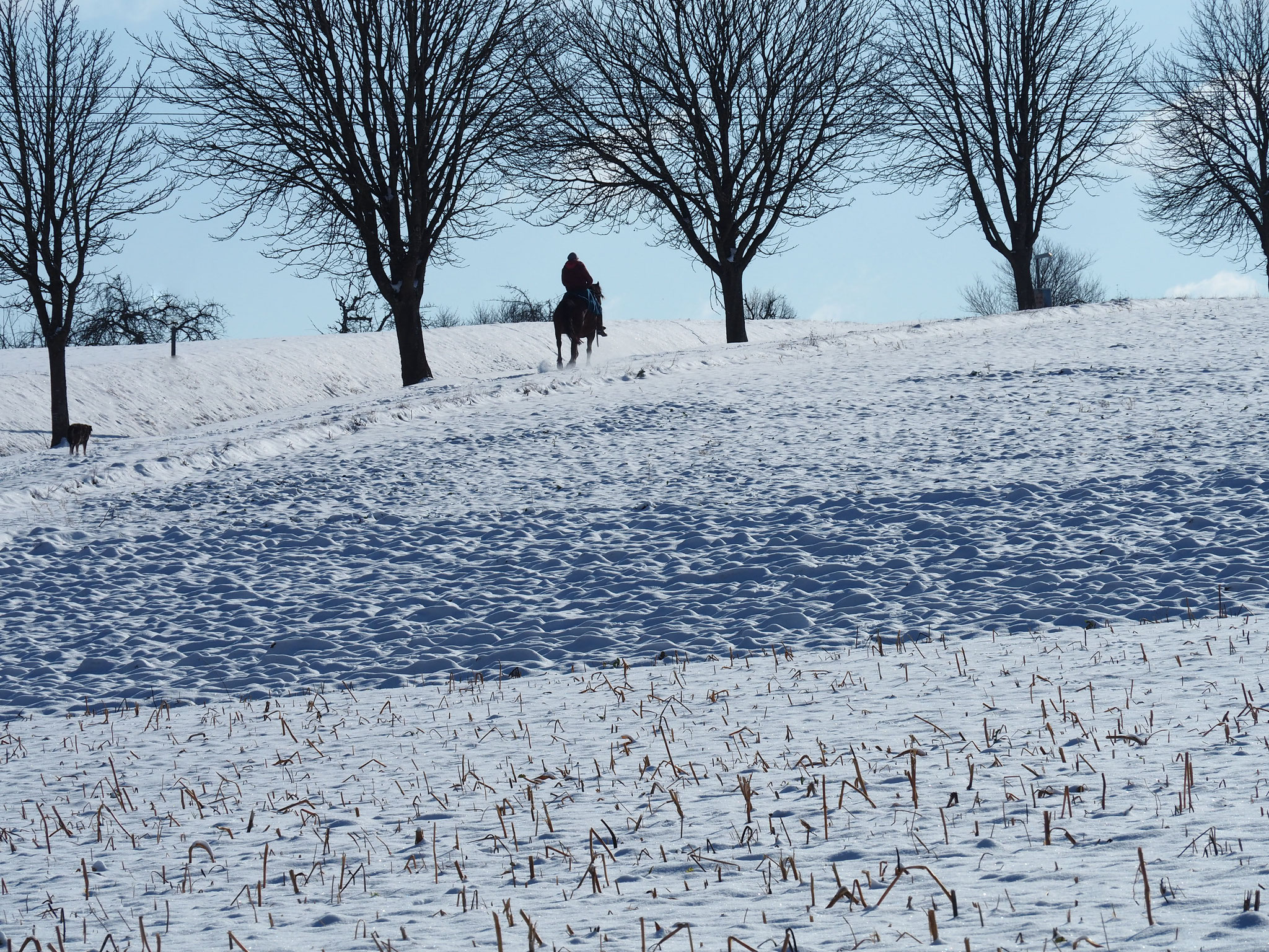 Schnee bedeckt die Saat