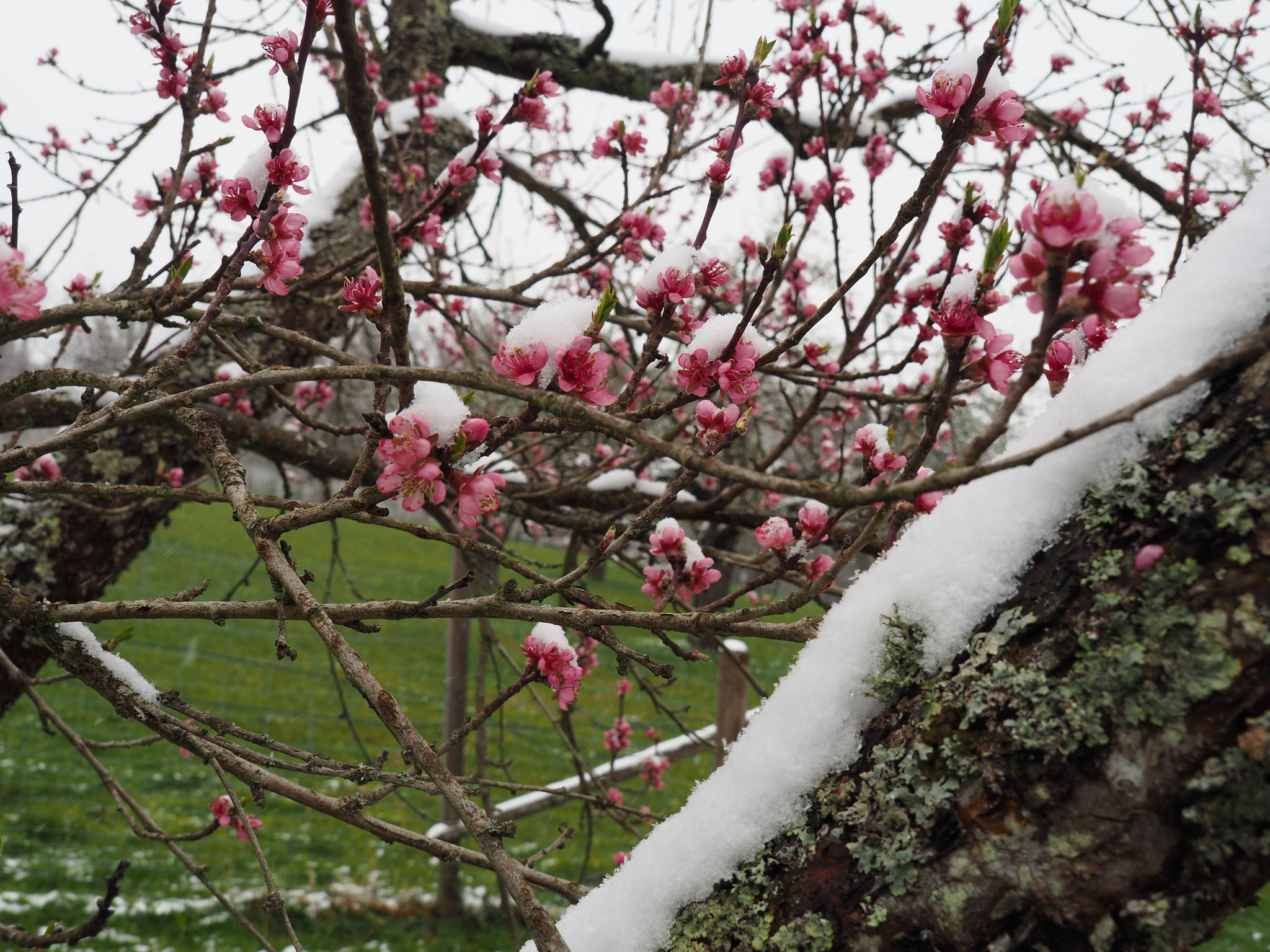 Schnee auf die Blüten