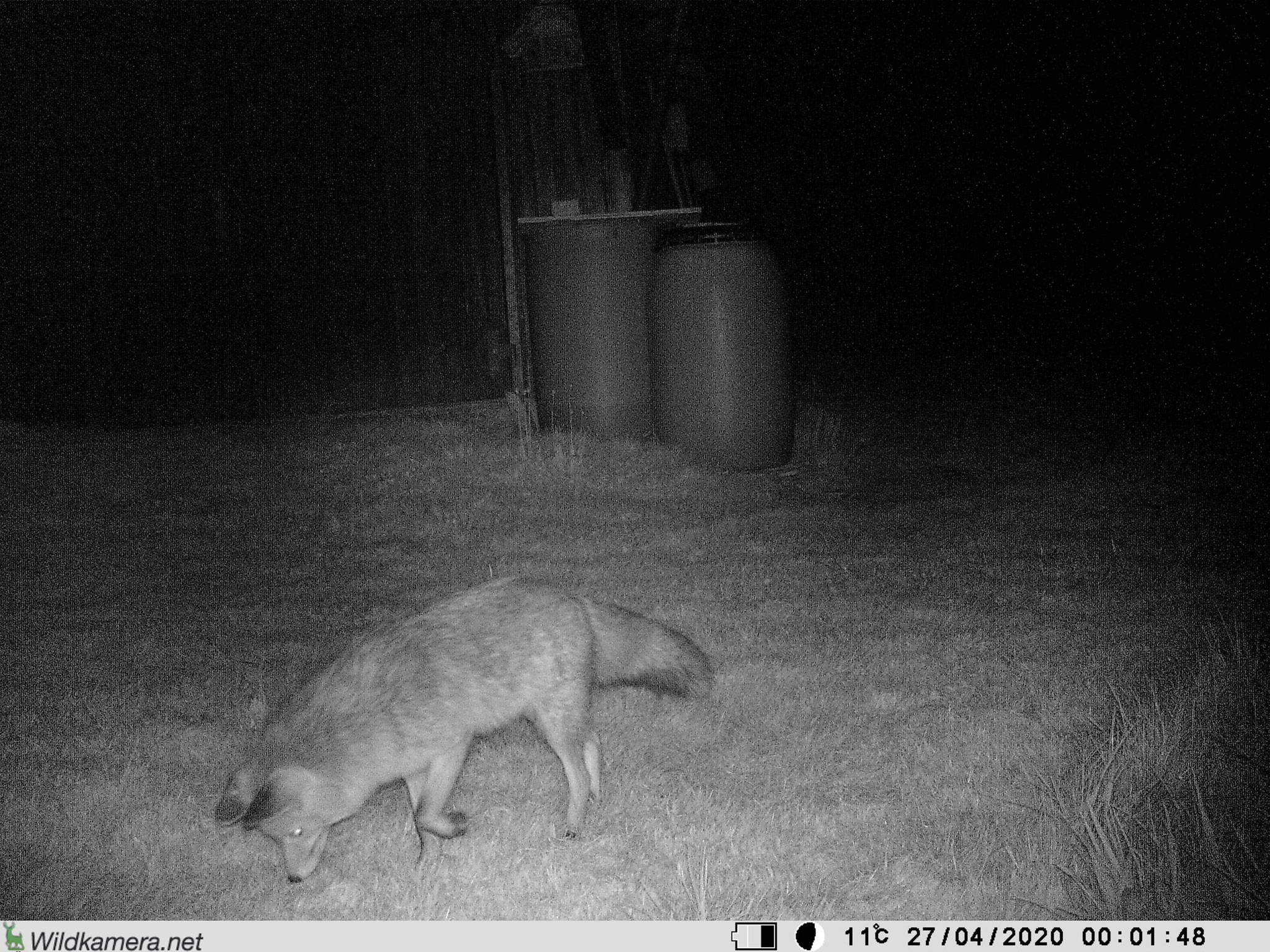 und der Fuchs sucht nach den dortigen Mäusen.