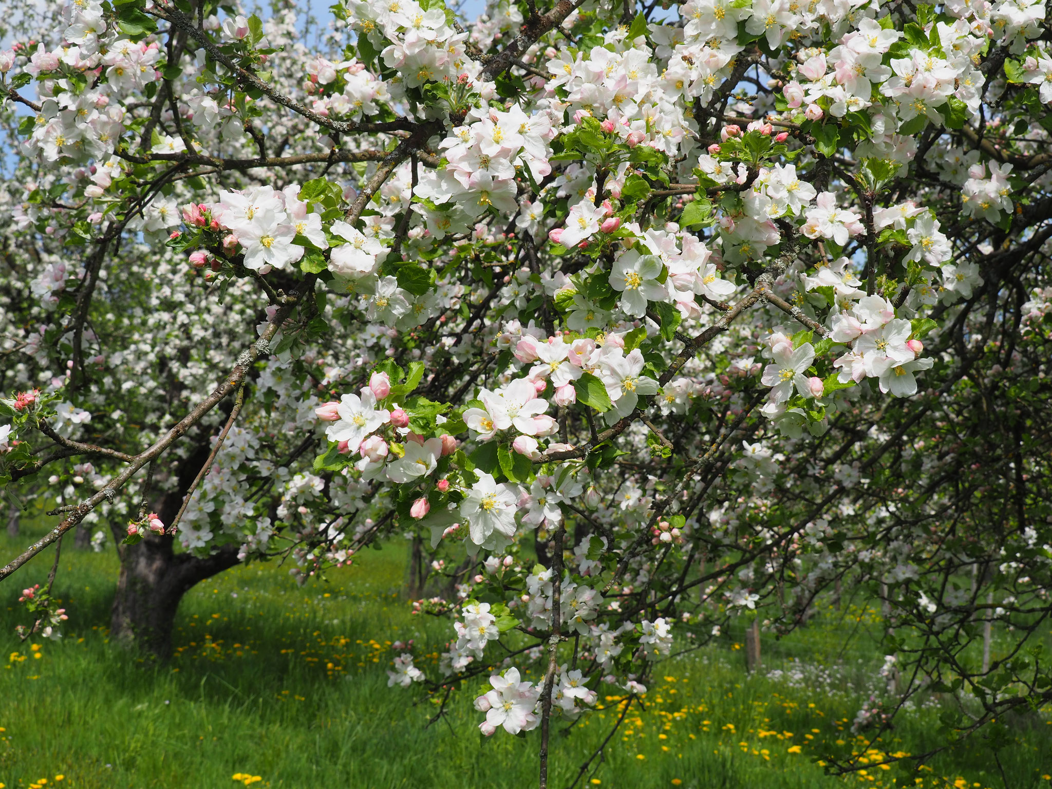 Apfelblüte nach dem Blütenrundgang