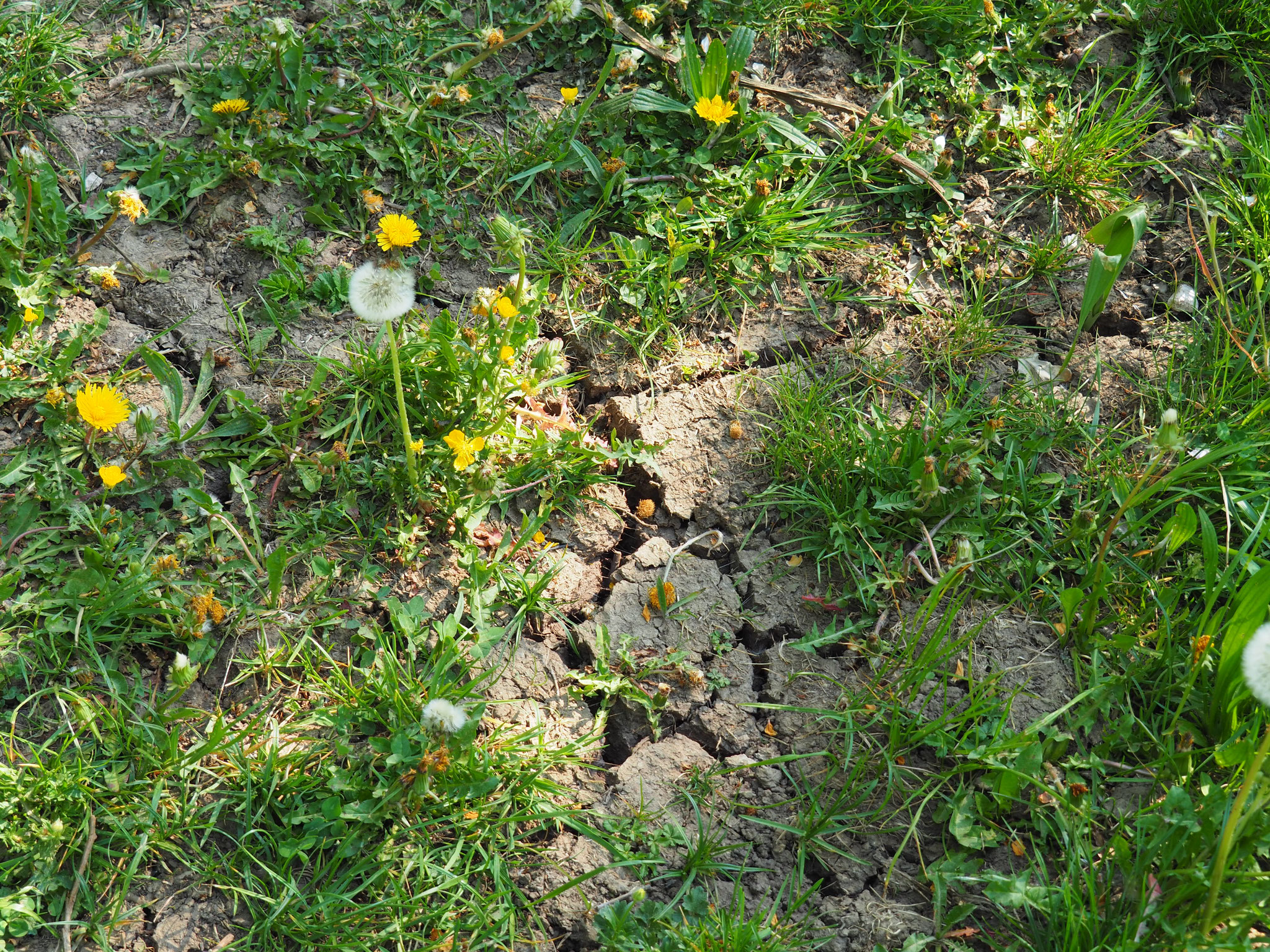 Lange Trockenheit. Kein Regen im April.