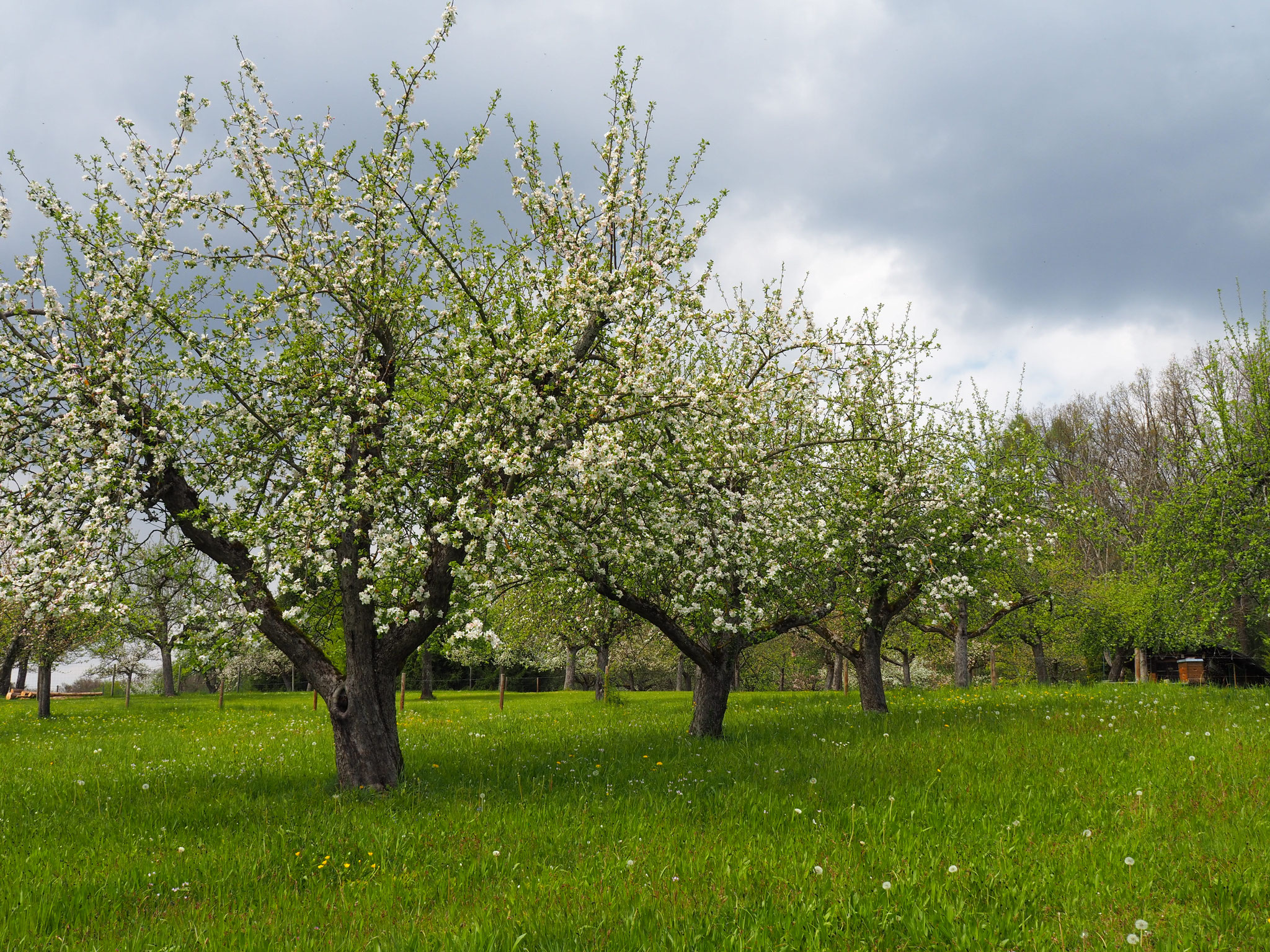 Anfang Mai immer noch zu kühl. Apfelblüten "verhocken". 