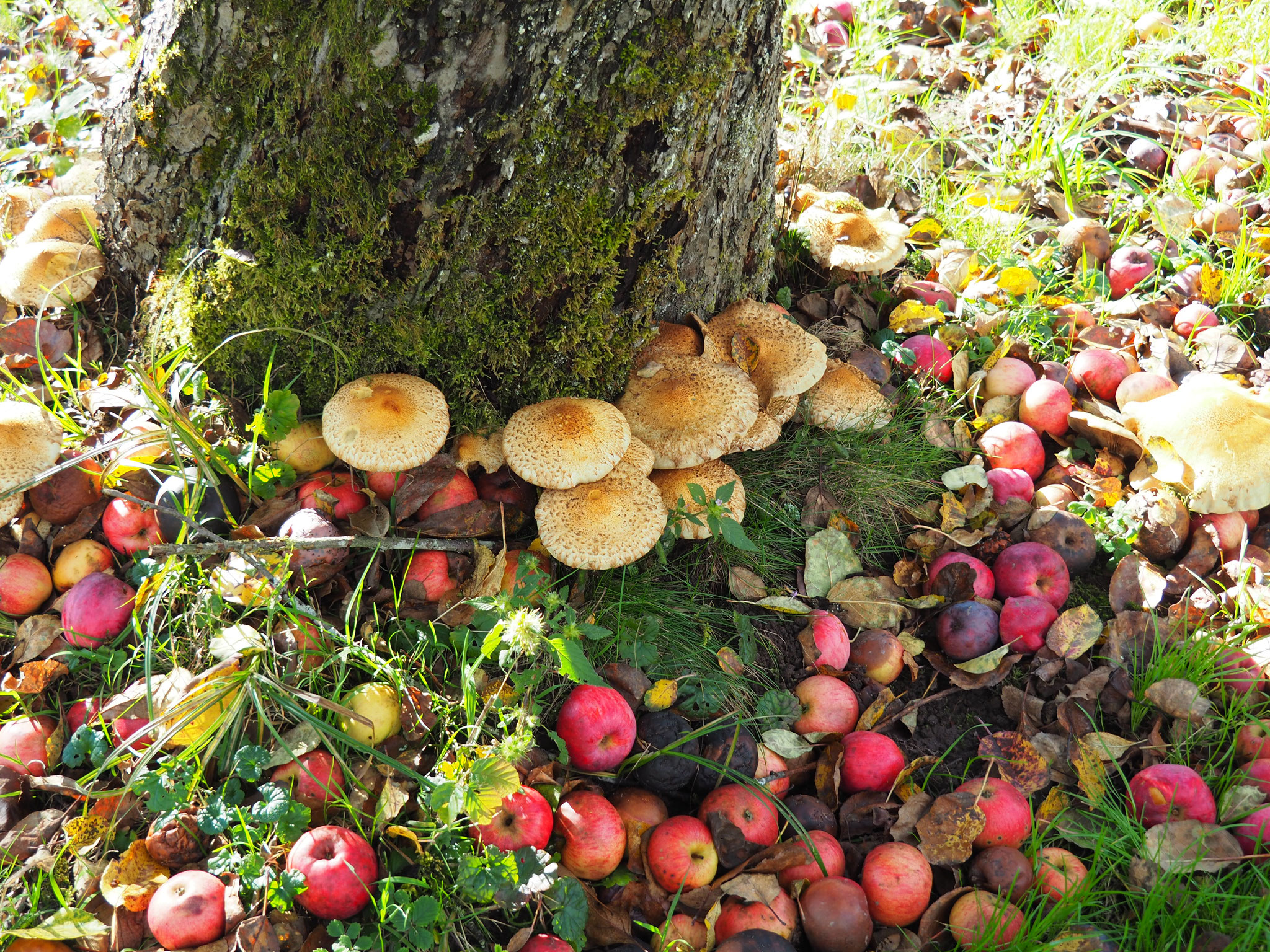 Der Hallimasch, ein nicht gern gesehener Pilz. 