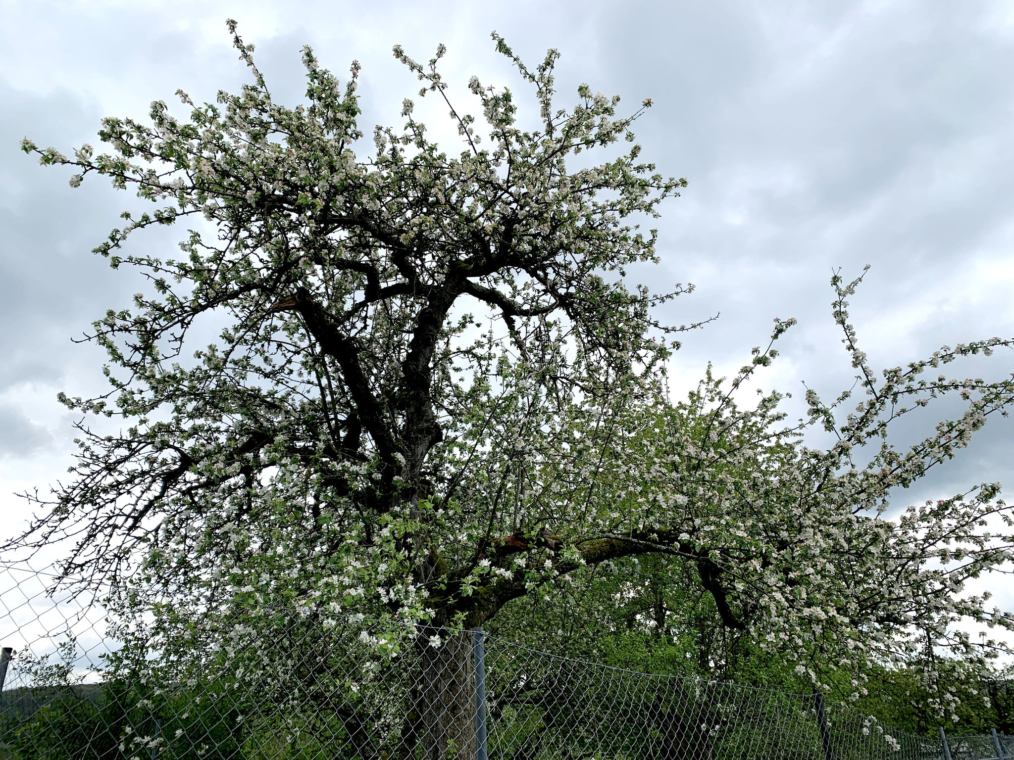 Streuobstwiesen - Blütenrundgang Ende April