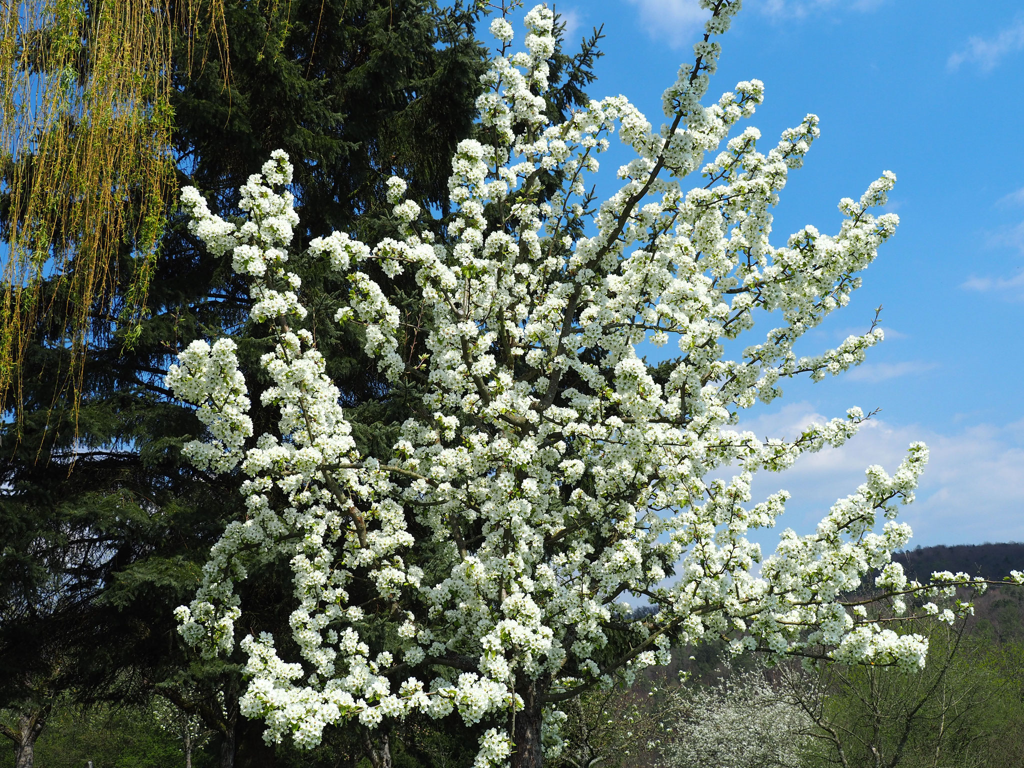 Allgemein schöne Blüte zur Osterzeit.