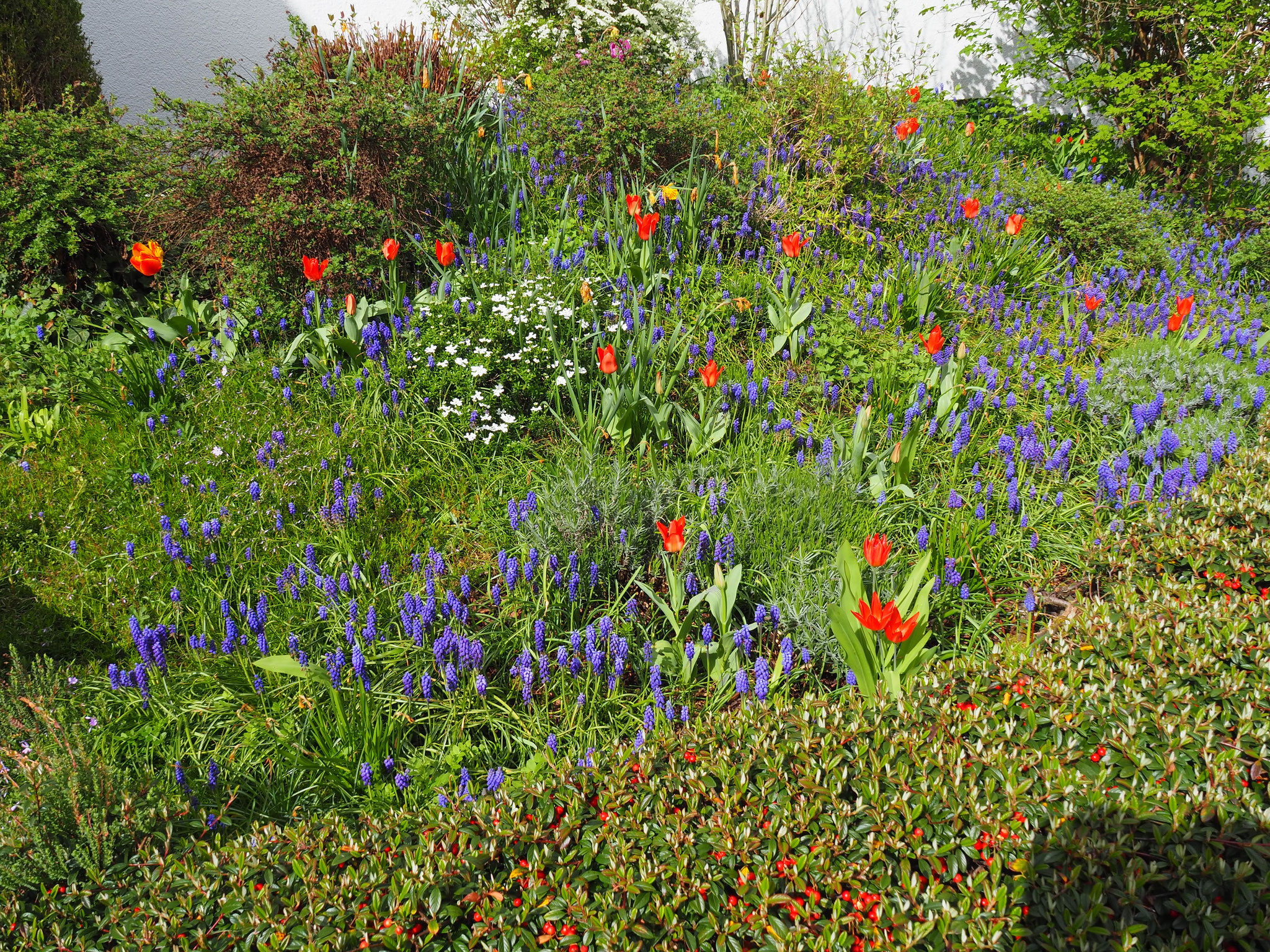Frühling - in voller Blüte