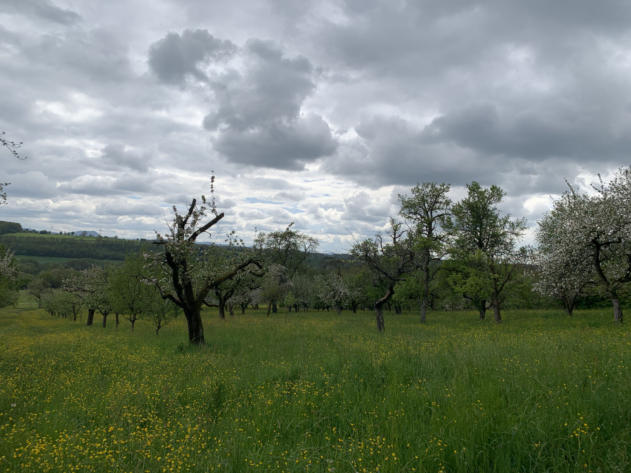 Streuobstwiesen - Blütenrundgang Ende April