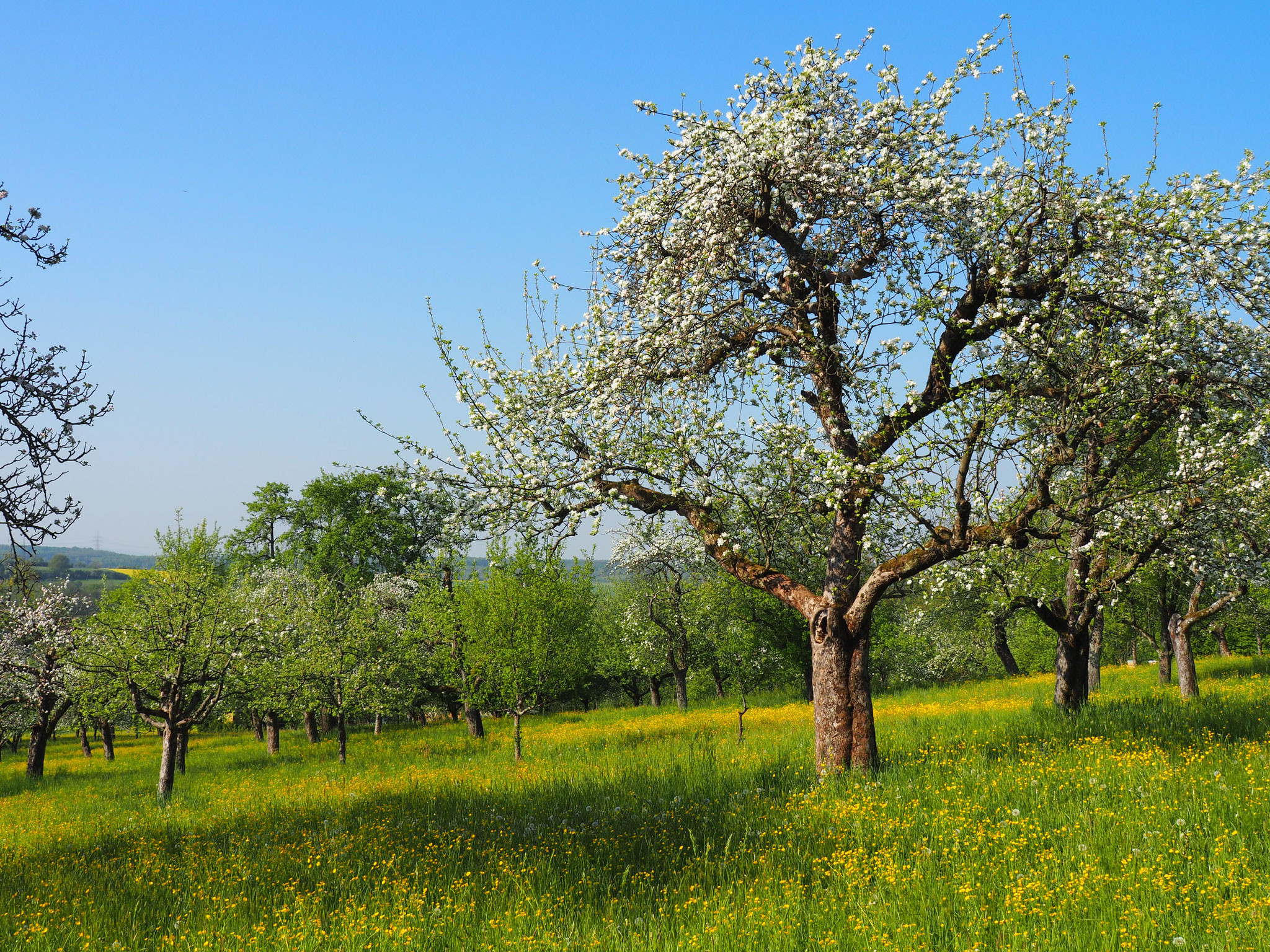 Trotz einer Frostnacht im April haben die Blüten wenig gelitten.