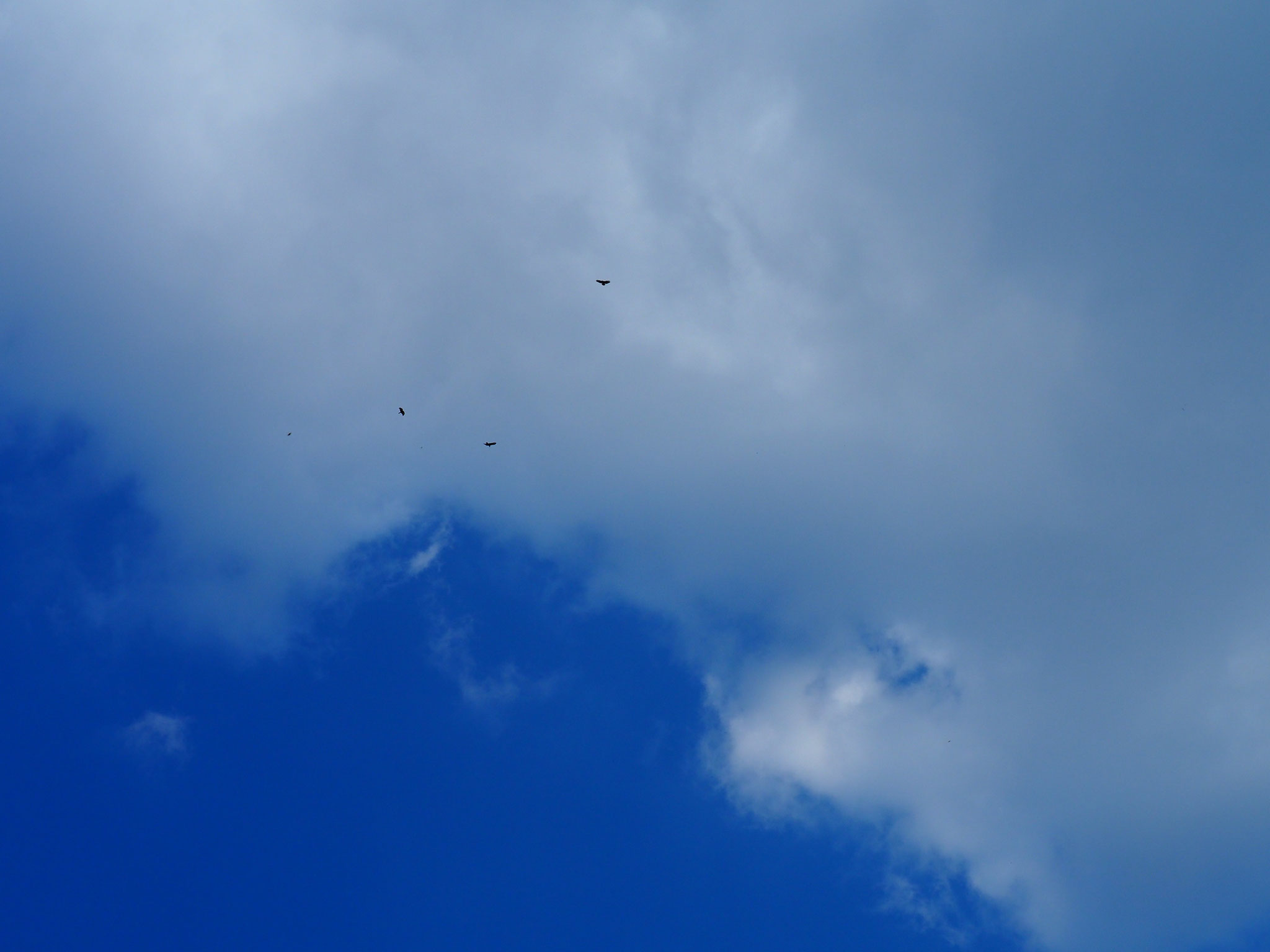 Mitte März keine Flugzeuge mehr am Himmel. Nur die Bussarde.