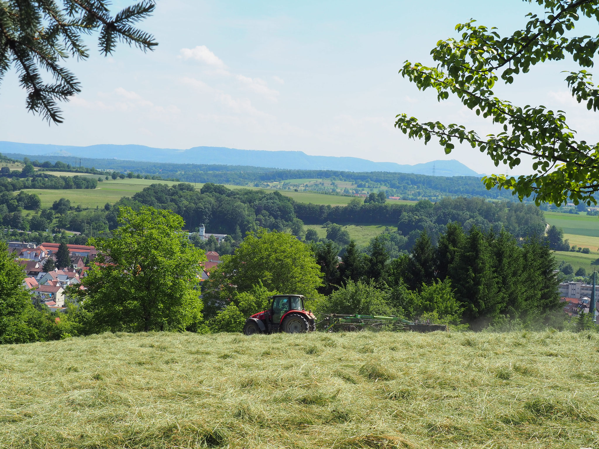 Gras, Kräuter, Unkräuter sind gut gewachsen im Juni.