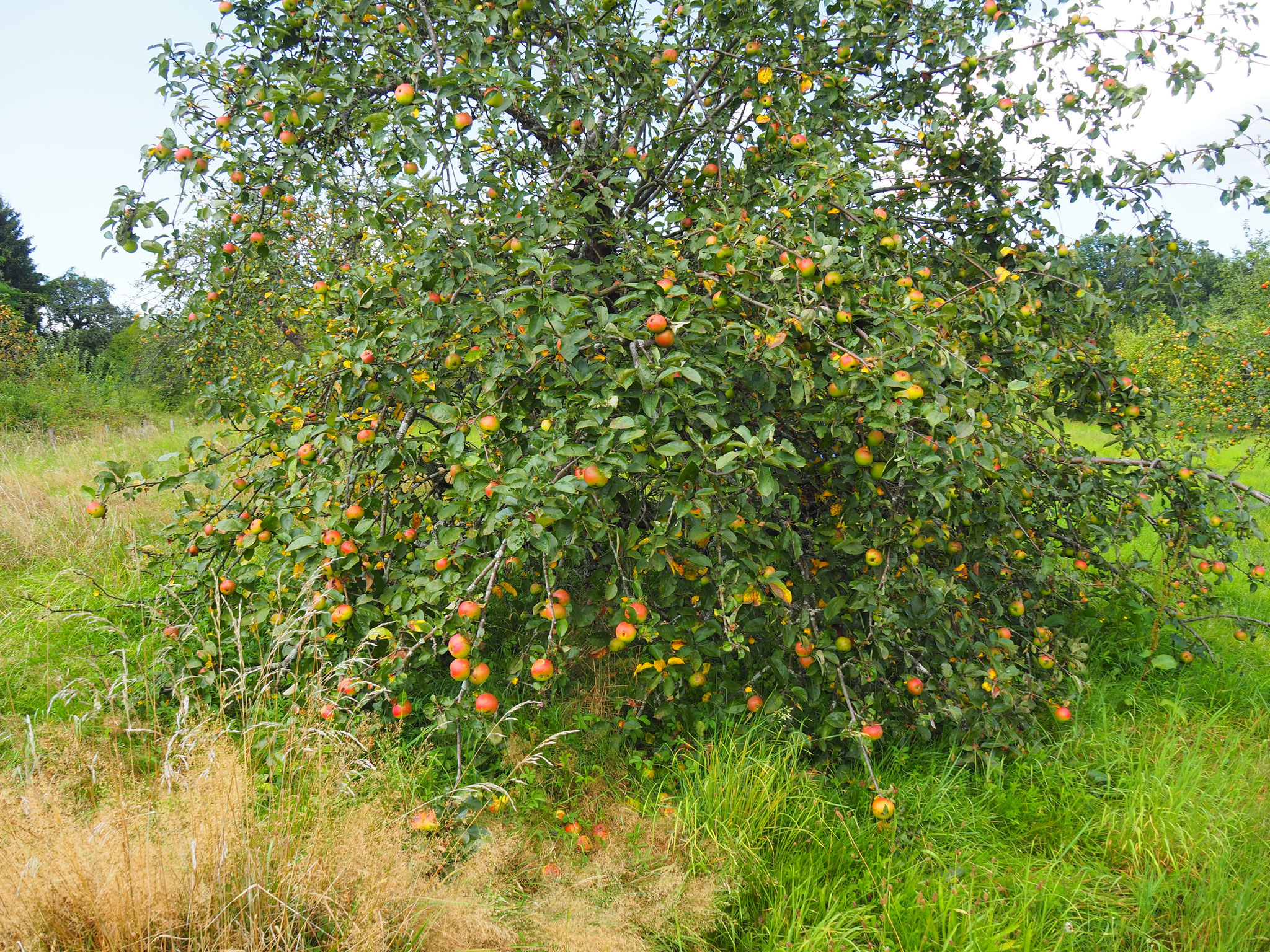 zuviel Obst bringt Brettacher zum Sturz