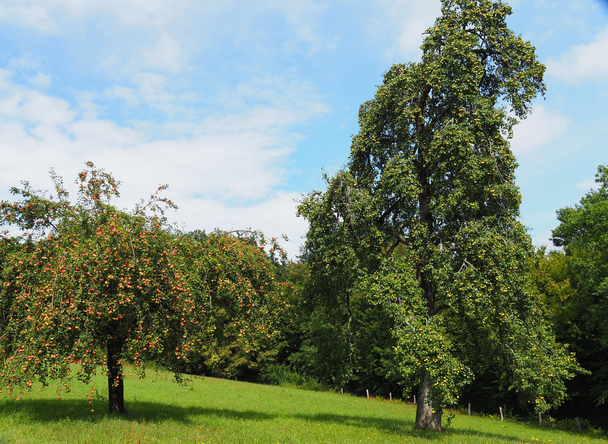 Eine reiche Apfel- und Birnenernte ist zu erwarten.