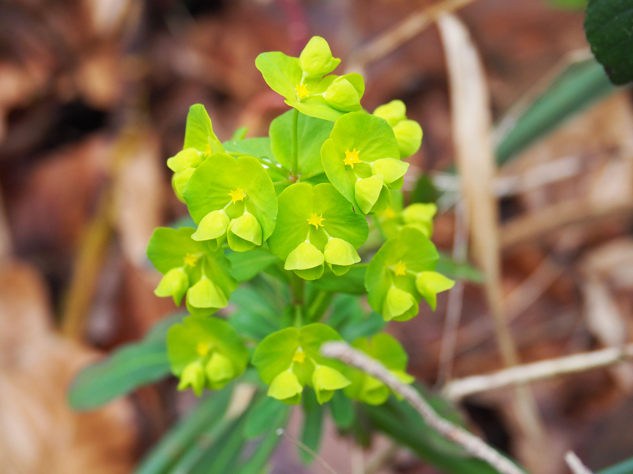 eine unscheinbare Blüte der stinkenden Niesswurz