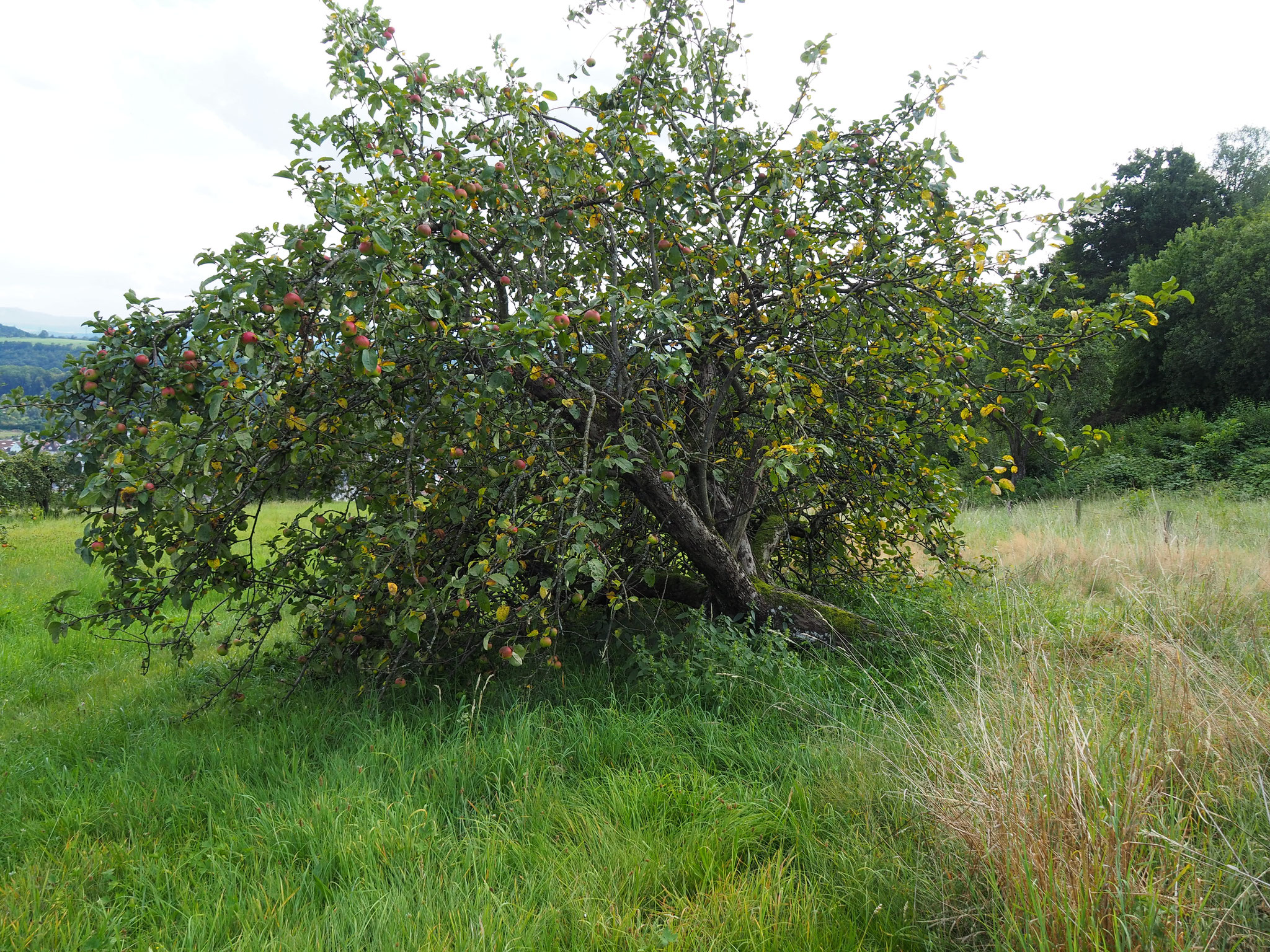 zuviel Obst bringt Brettacher zum Sturz