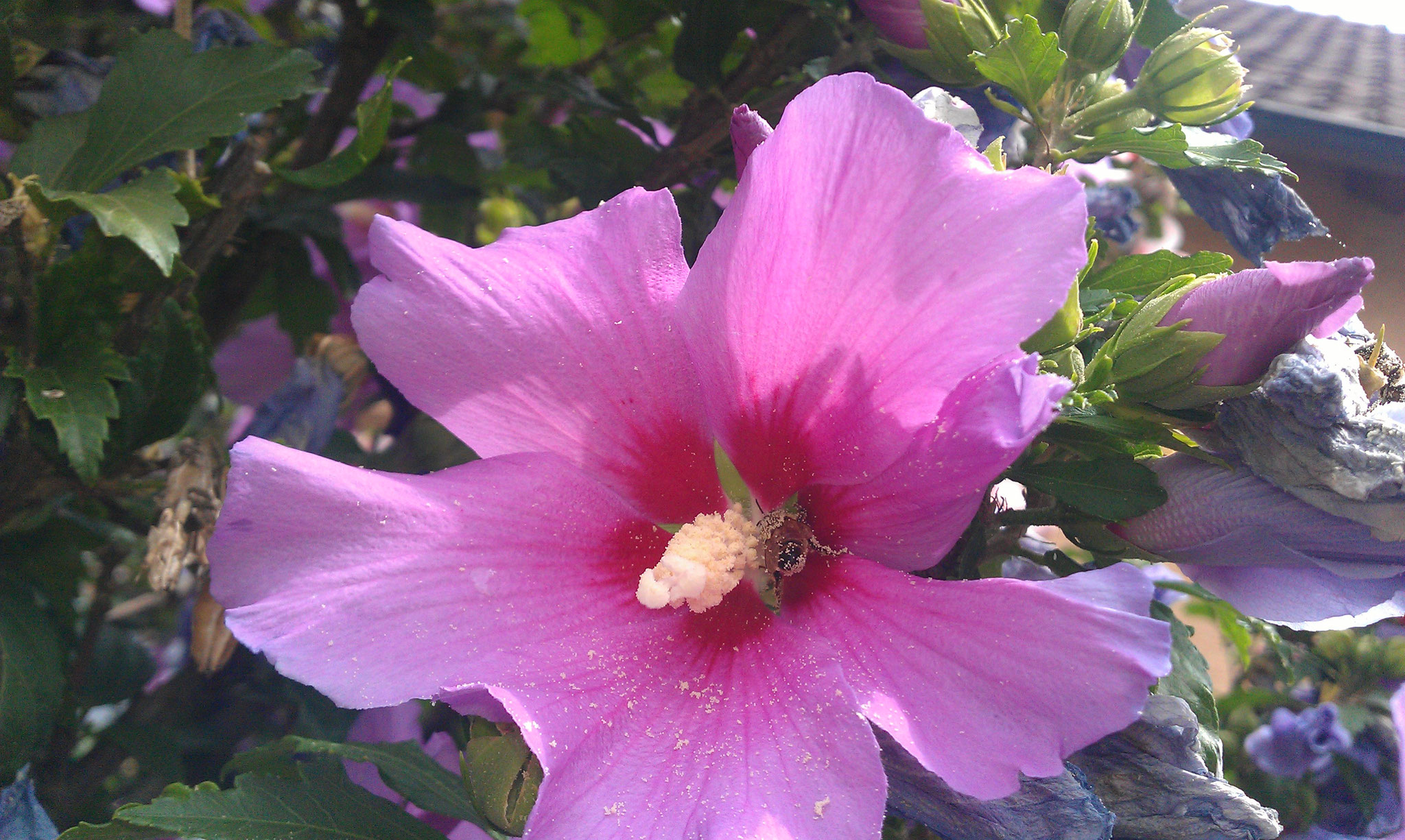 Weit in der Blüte ist der leckere Nektar