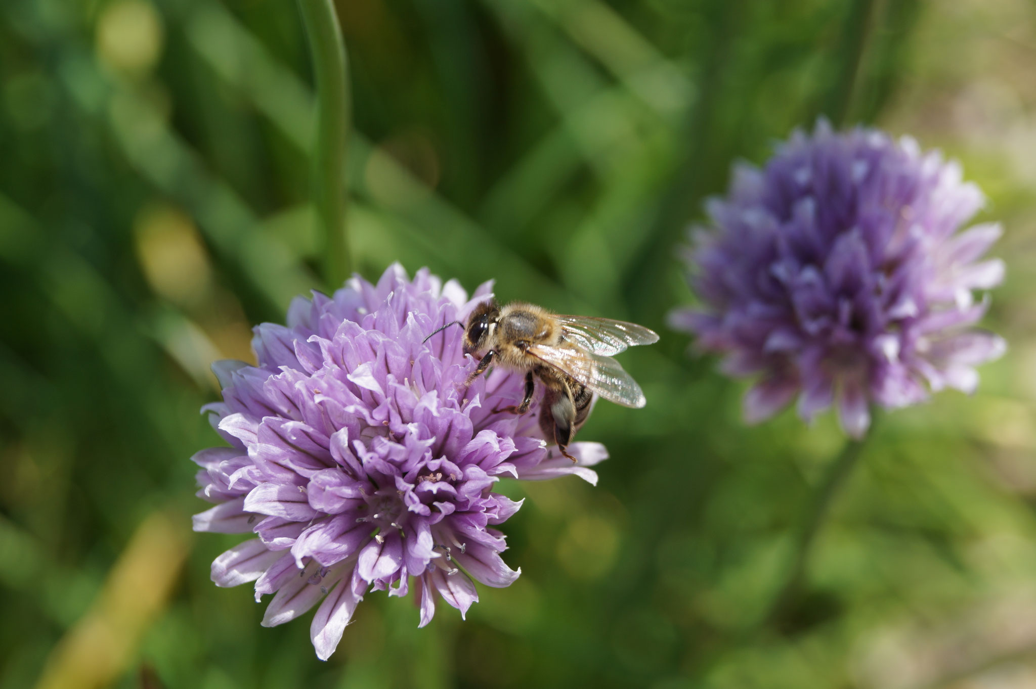 Biene auf Schnittlauchblüte
