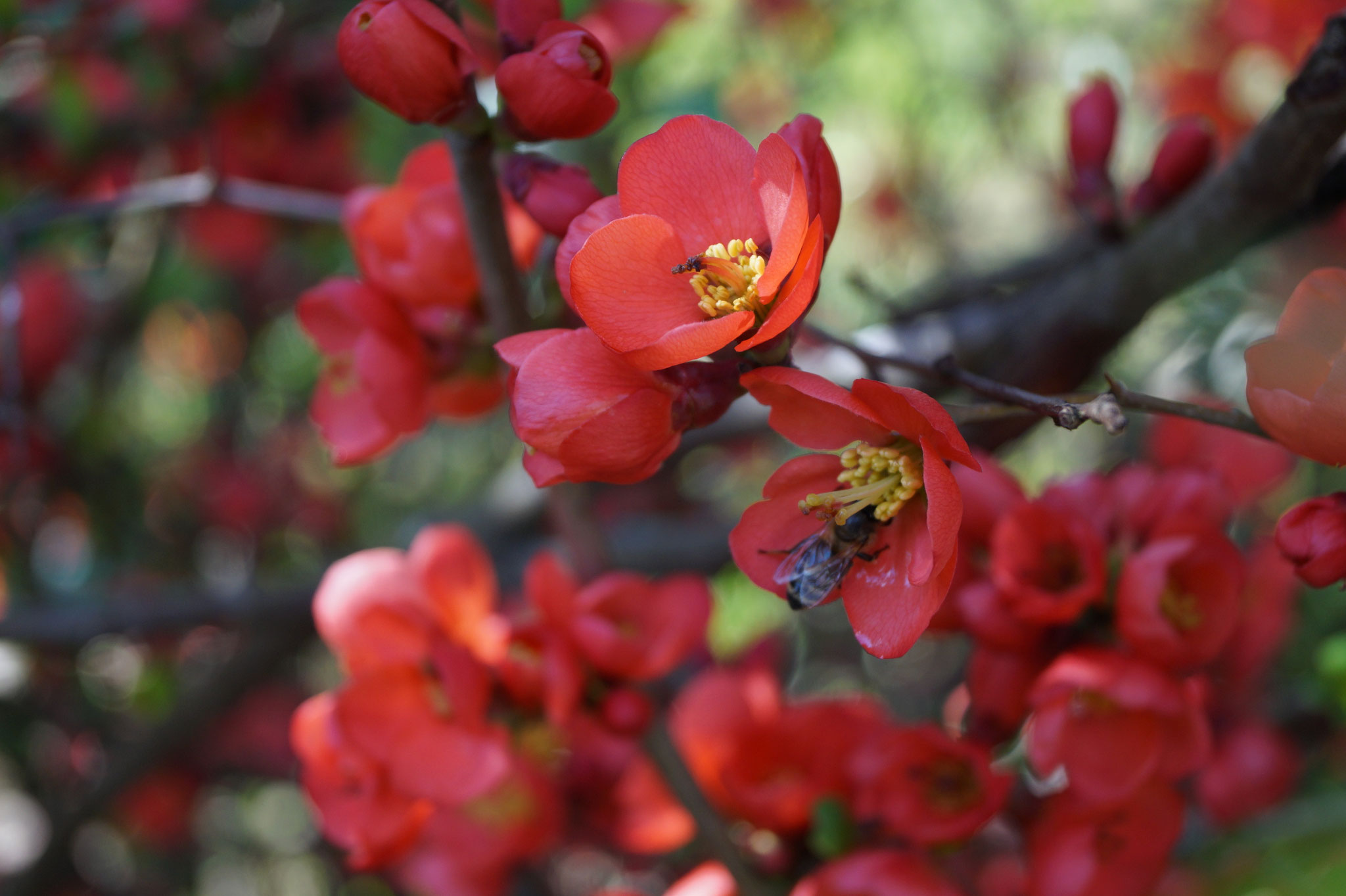 Blüte der Zierquitte mit Wildbiene