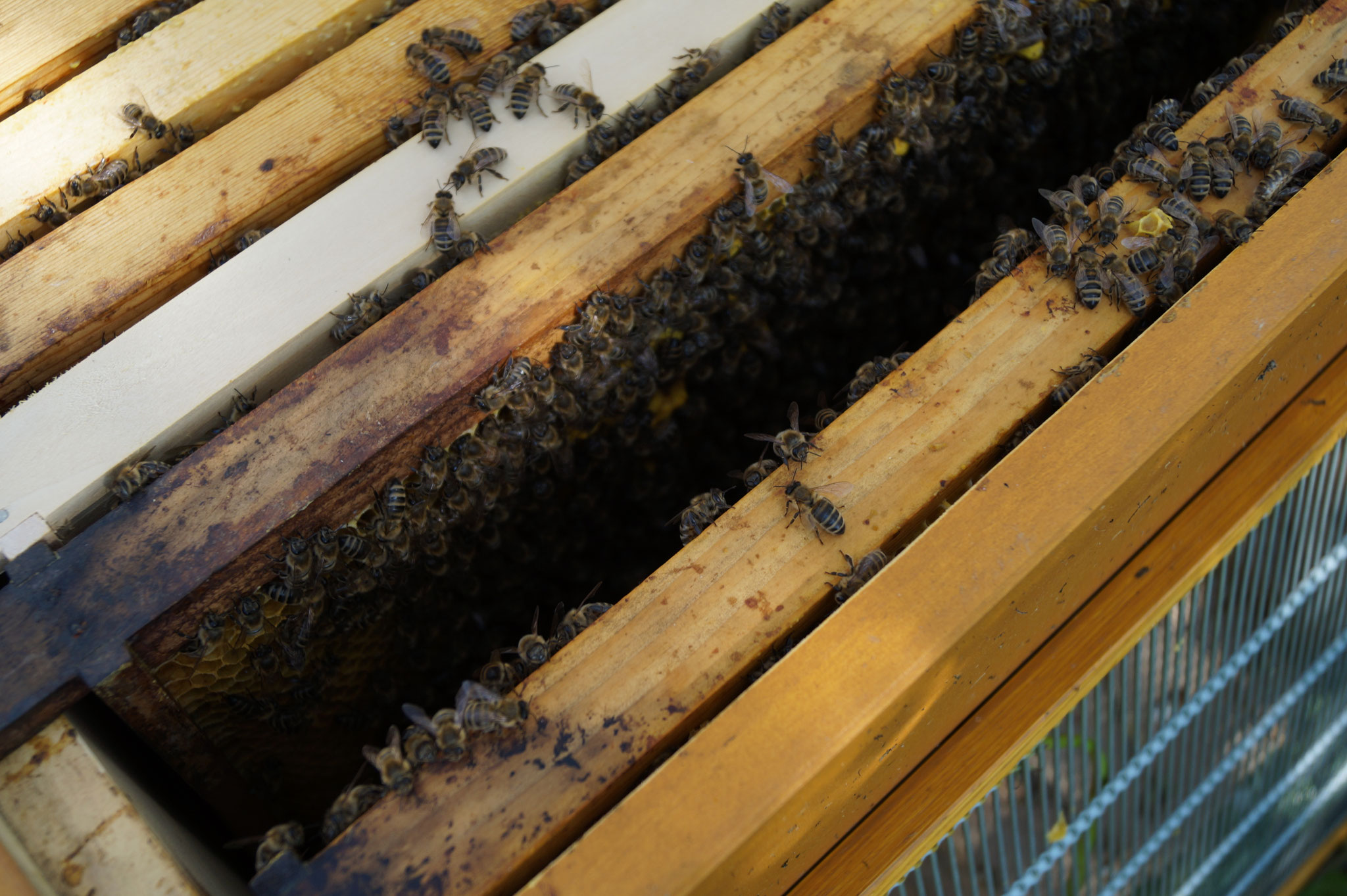 Blick in ein Bienenvolk