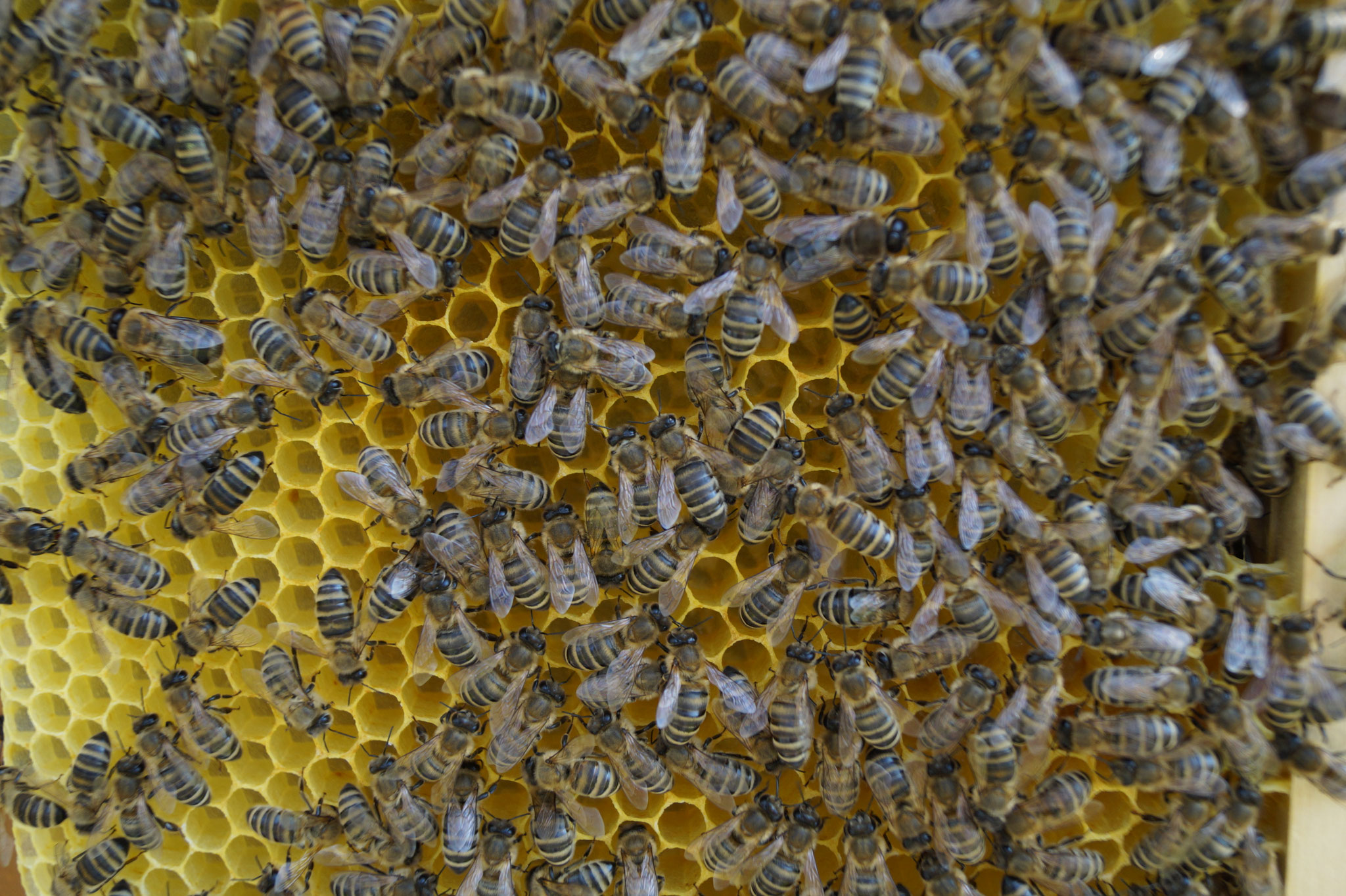 Bienen auf Honigwabe